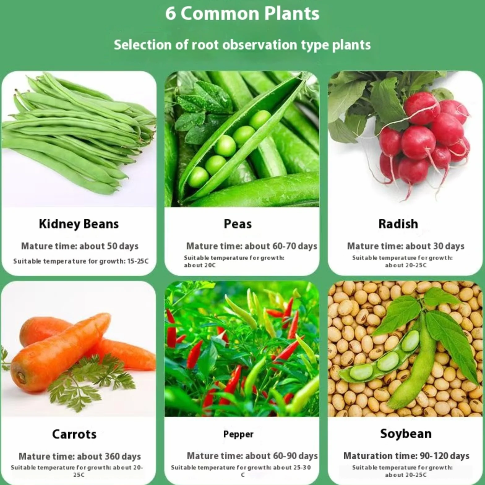 LOJAX Caja de observación de Crecimiento de Plantas Transparente, máquina de germinación de Semillas, lecho de plántulas de germinación, Bandeja de plántulas, fácil de Usar