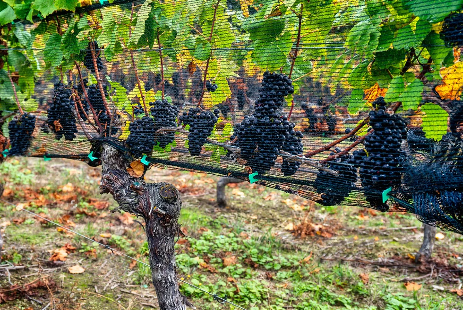 10m x 4 m Malla Antipajaros, Red Antipajaros, Red Pajaros Proteccion Malla Anti-pájaros de Protección de Frutas, Plantas, Cultivos Verduras Jardín - Negra
