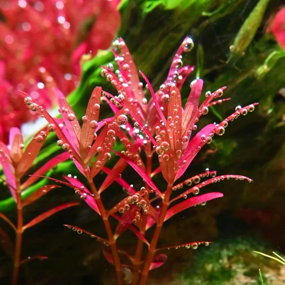 semillas para acuáticas, acuáticas decorativas de estanque variedades antiguas raras acuáticas acuarios interior purificadoras aire interior acuario 350pcs