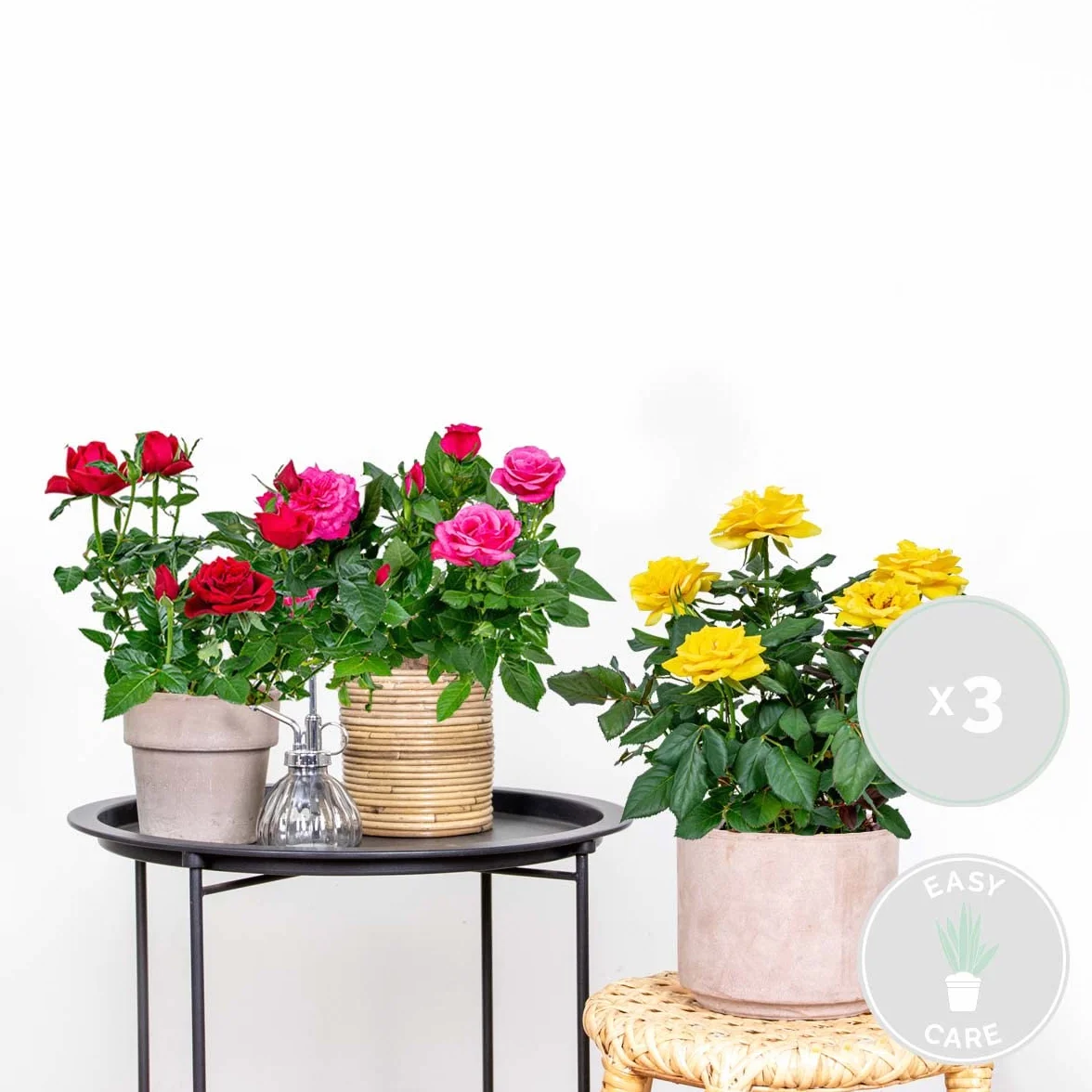 Bloomique - Mezcla de 3 - Rosa en maceta - Rojo, amarillo, rosa - Interior/exterior - Plantas de interior - Plantas de jardín - Plantas de terraza - Resistente al frío - Altura 20-30 cm - Maceta 12 cm