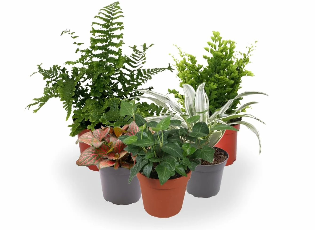 Garden Center shop | Pack ahorro 10 Plantas de Interior Variadas |Purificadoras de Aire | Decorativas y de Bajo Mantenimiento | Ideal para Hogar u Oficina | Plantas Naturales Vivas