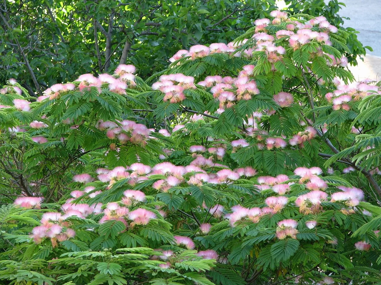 20 Semillas de Acacia de Constantinopla (Albizia Julibrissin) - Árbol Ornamental de Flores Rosadas