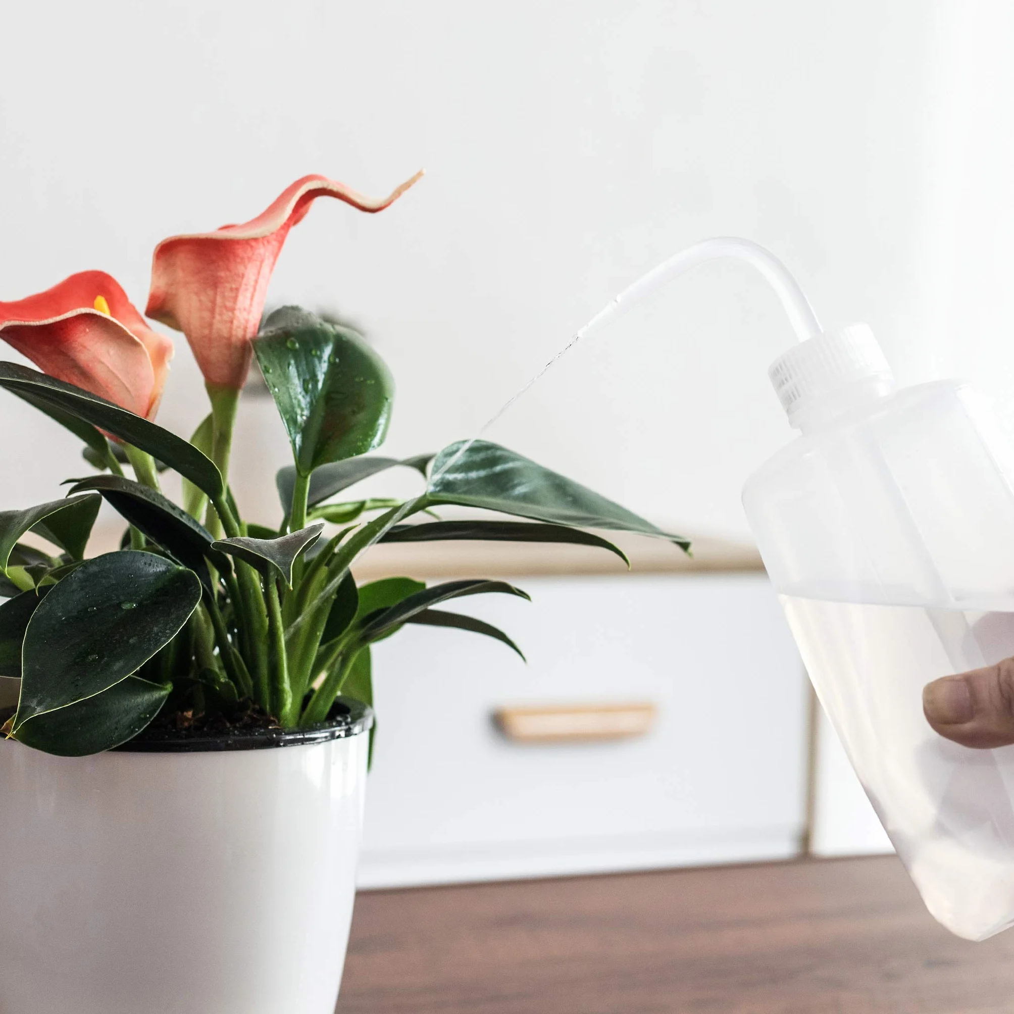 Orimerc Paquete de 2 Botellas de riego de 500 ml para Plantas de Interior, suculentas Cactus, plántulas, Laboratorio de Lavado y Tatuaje Dispositivo