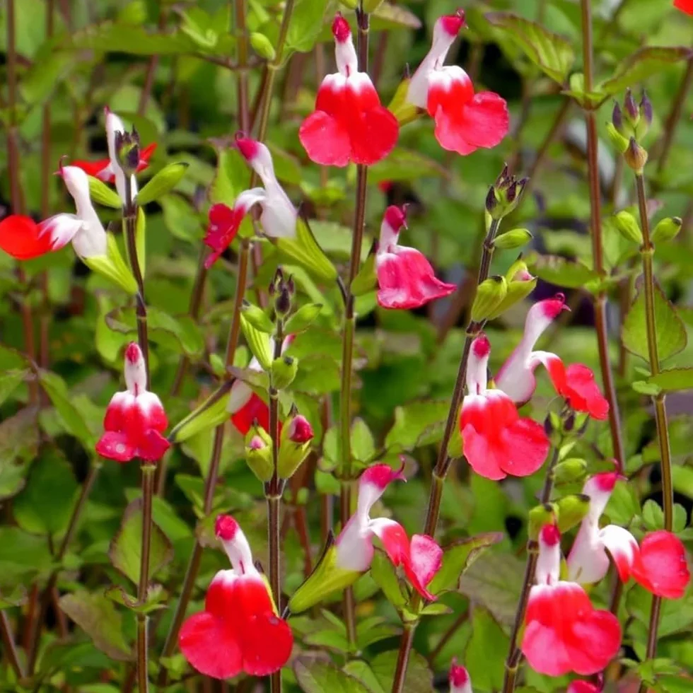 Semillas de salvia, Salvia greggii, semillas de aptas para las abejas cobertura del suelo jardín pradera mariposas exóticas resistentes al aire libre 500pcs