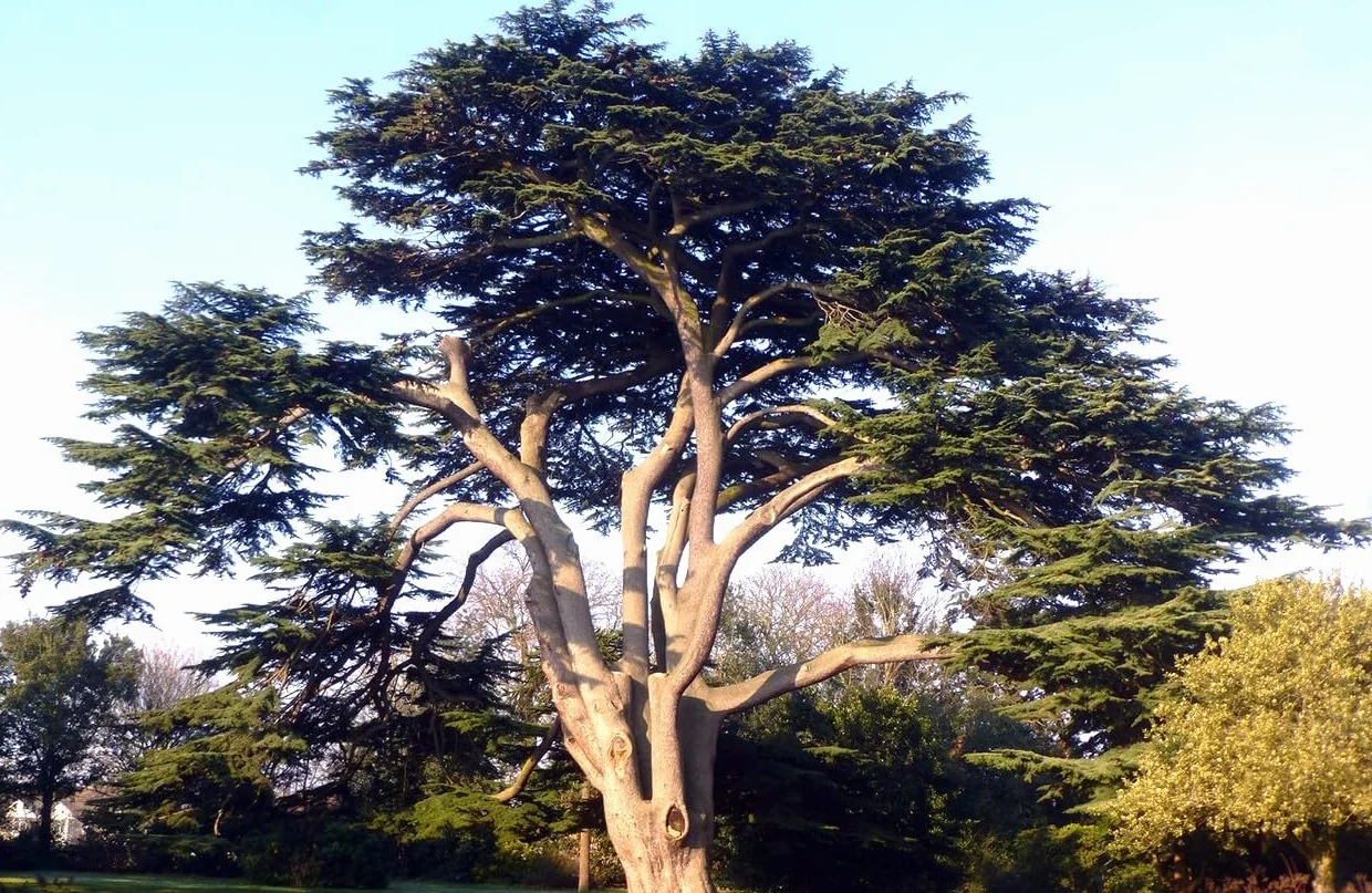 25 Semillas de Cedro del Libano (Cedrus Libani)