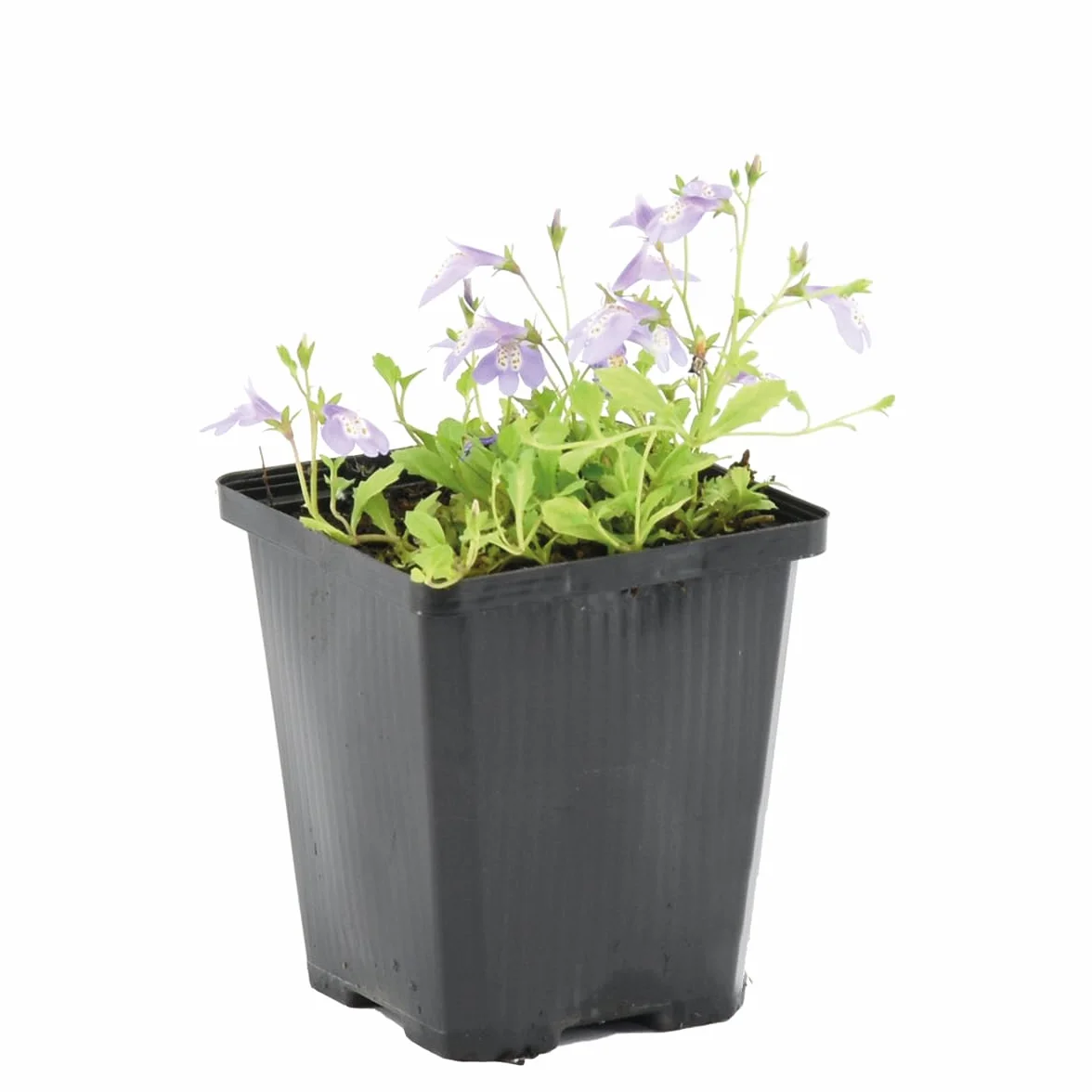 Bloomique - Mazus reptans - Plantas de estanque - Acuáticas - Resistente al frío - Altura 10-20 cm - Maceta 9 cm