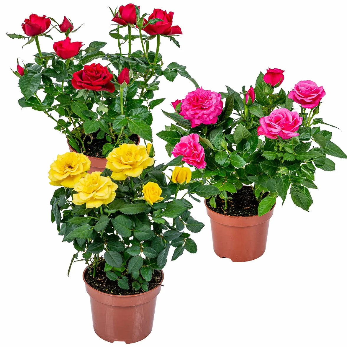 Bloomique - Mezcla de 3 - Rosa en maceta - Rojo, amarillo, rosa - Interior/exterior - Plantas de interior - Plantas de jardín - Plantas de terraza - Resistente al frío - Altura 20-30 cm - Maceta 12 cm