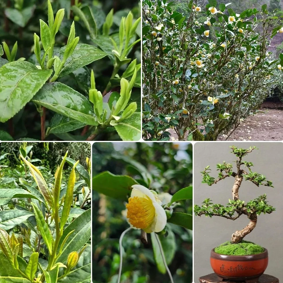 Semillas de té verde, semillas de té, arbustos en de té Camellia sinensis, semillas exóticas en resistentes al aire libre resistentes 35pcs