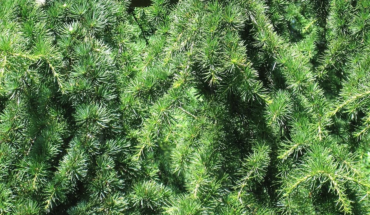25 Semillas de Cedro del Libano (Cedrus Libani)