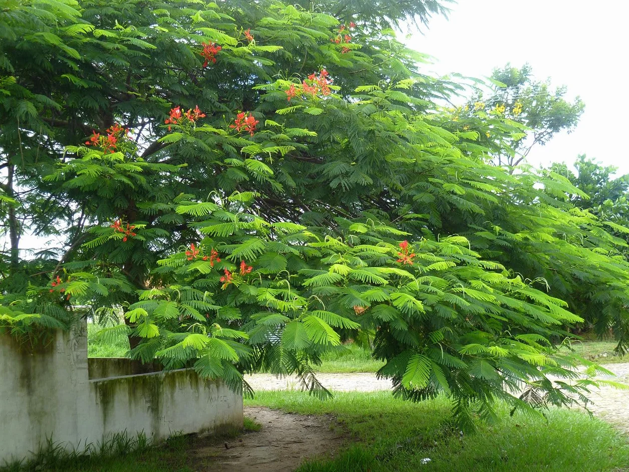 20 Semillas de Flamboyán Rojo - (Delonix Regia)