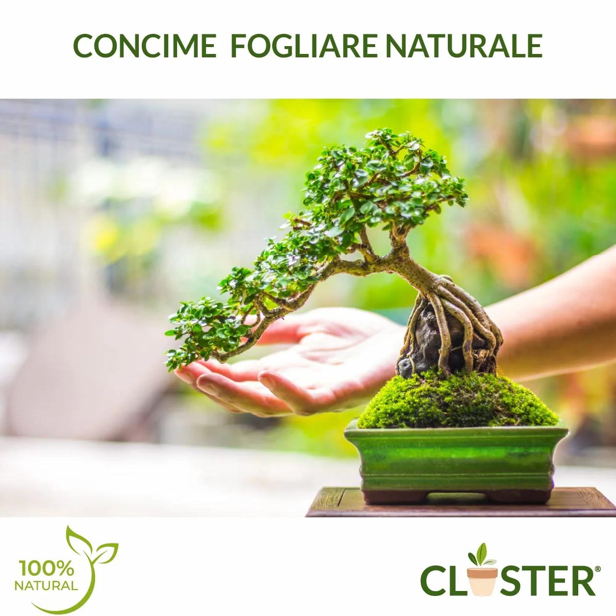 Bonsai Love Spray 500ML Listo para Usar - Fertilizante Líquido Natural para Bonsáis - Abono Orgánico con Nitrógeno y Algas Marinas - Para Bonsáis de Interior y Exterior