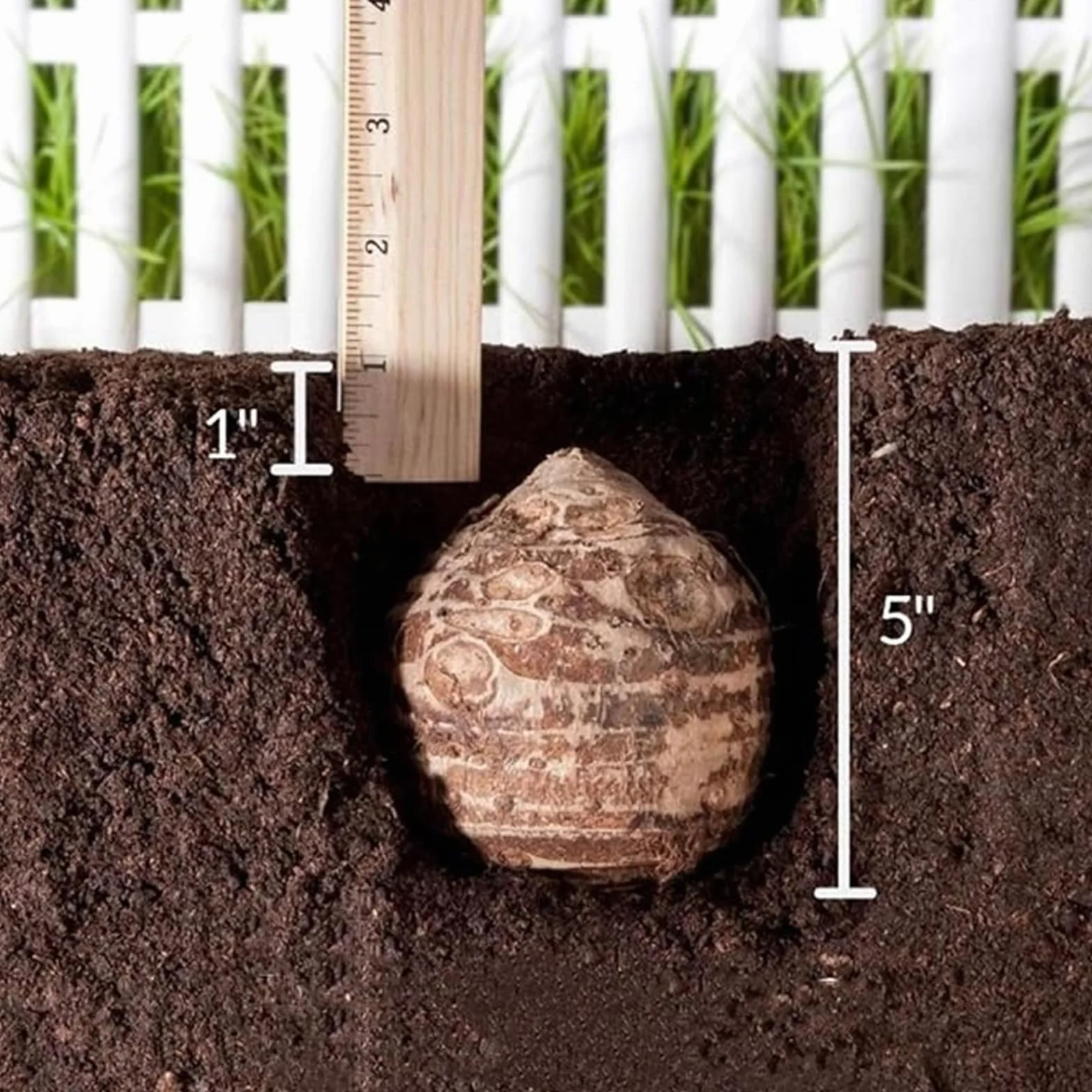 Perenne/Bulbo oreja de elefante/Oreja de Elefante Poderosa/Embellecimiento del jardín/Hojas Enormes de Oreja de Elefante/Paisajismo de Jardín-8pcs-F