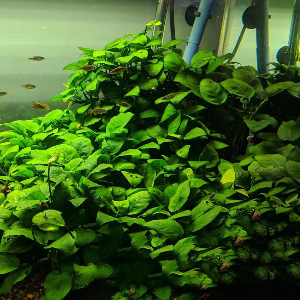 semillas para acuáticas, interior de acuario acuáticas acuarios interior purificadoras aire verdes decoración sala estar semillas acuario cobertura 1000pcs