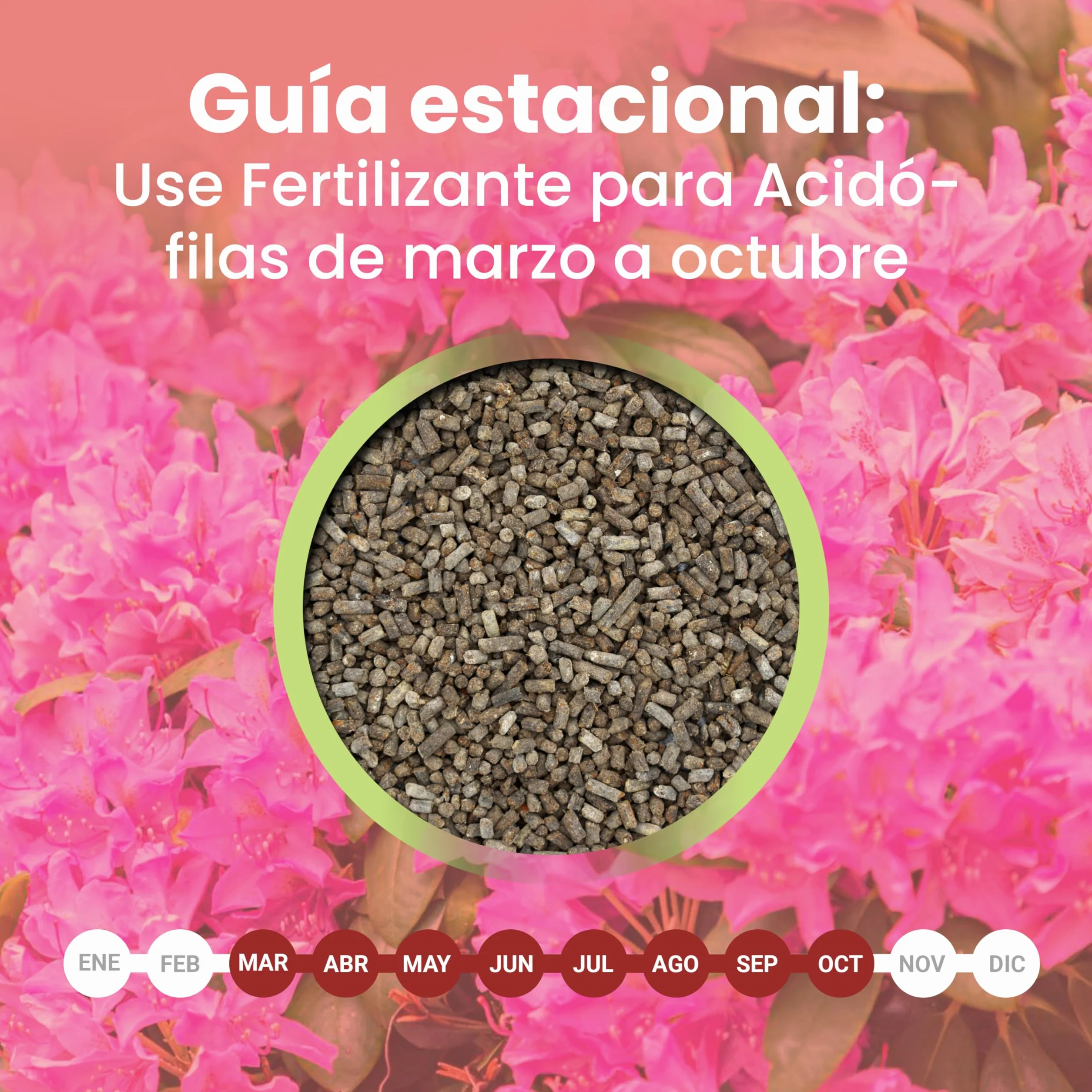 LERAVA Abono hortensias (2x800 g) - Abono acidófilas BIO para hortensias y rododendros - Mantiene suelo ácido I Crecimiento vigoroso y floración abundante - Ideal jardin