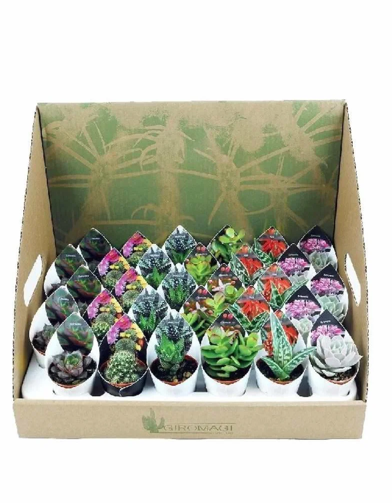 Lote 20 Cactus y Crasas naturales Ø5cm…
