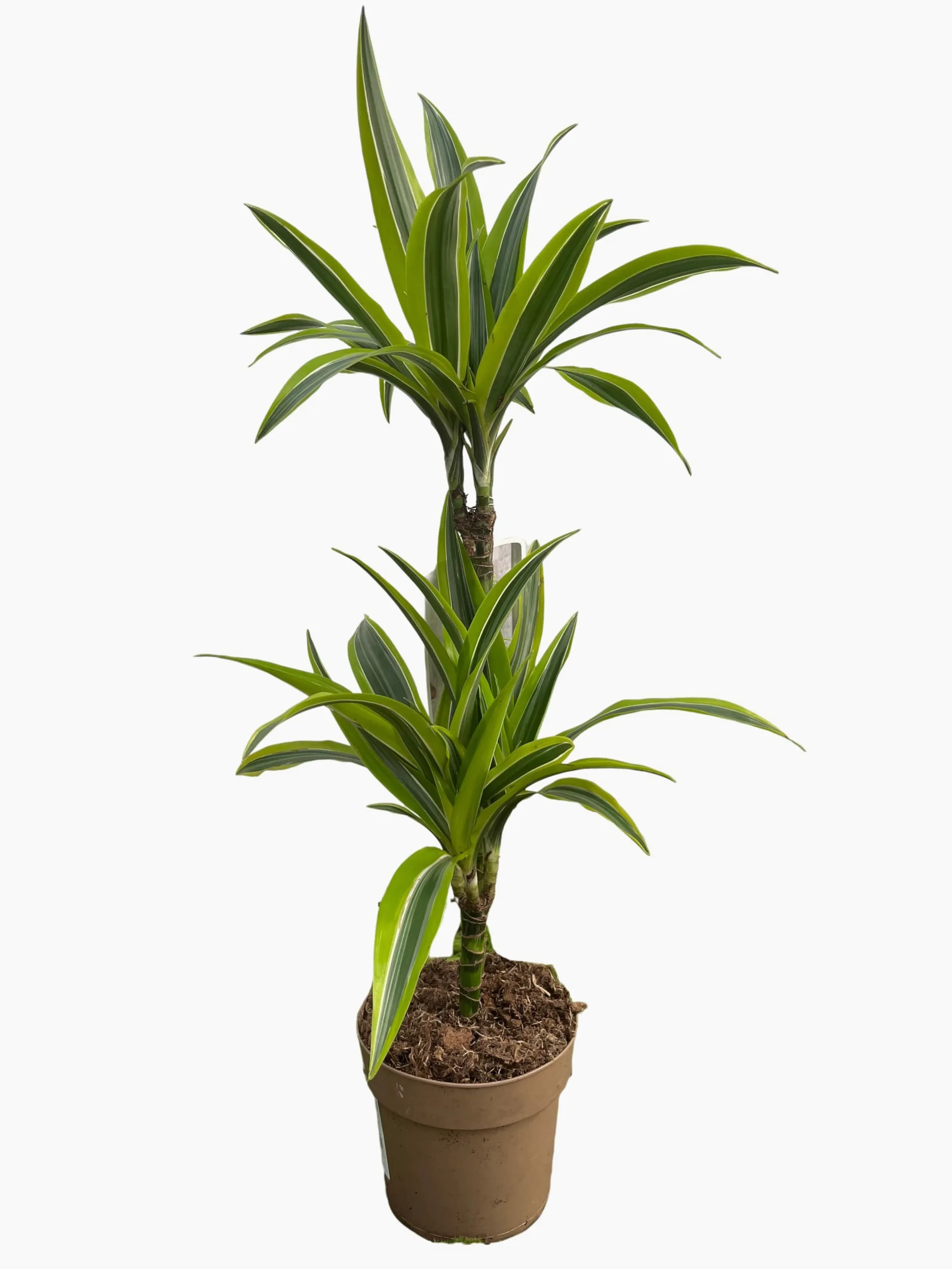Drácena Lemon Mediana Roślina Naturalna Cool Green