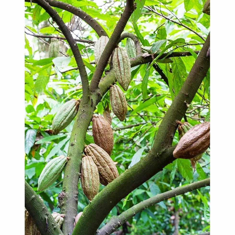 semillas del árbol del cacao, plantas reales, plantas decorativas Maceta de bonsái, de jardín, balcón resistentes Macetas, decoración jardín para exteriores. Semillas árboles, 60pcs