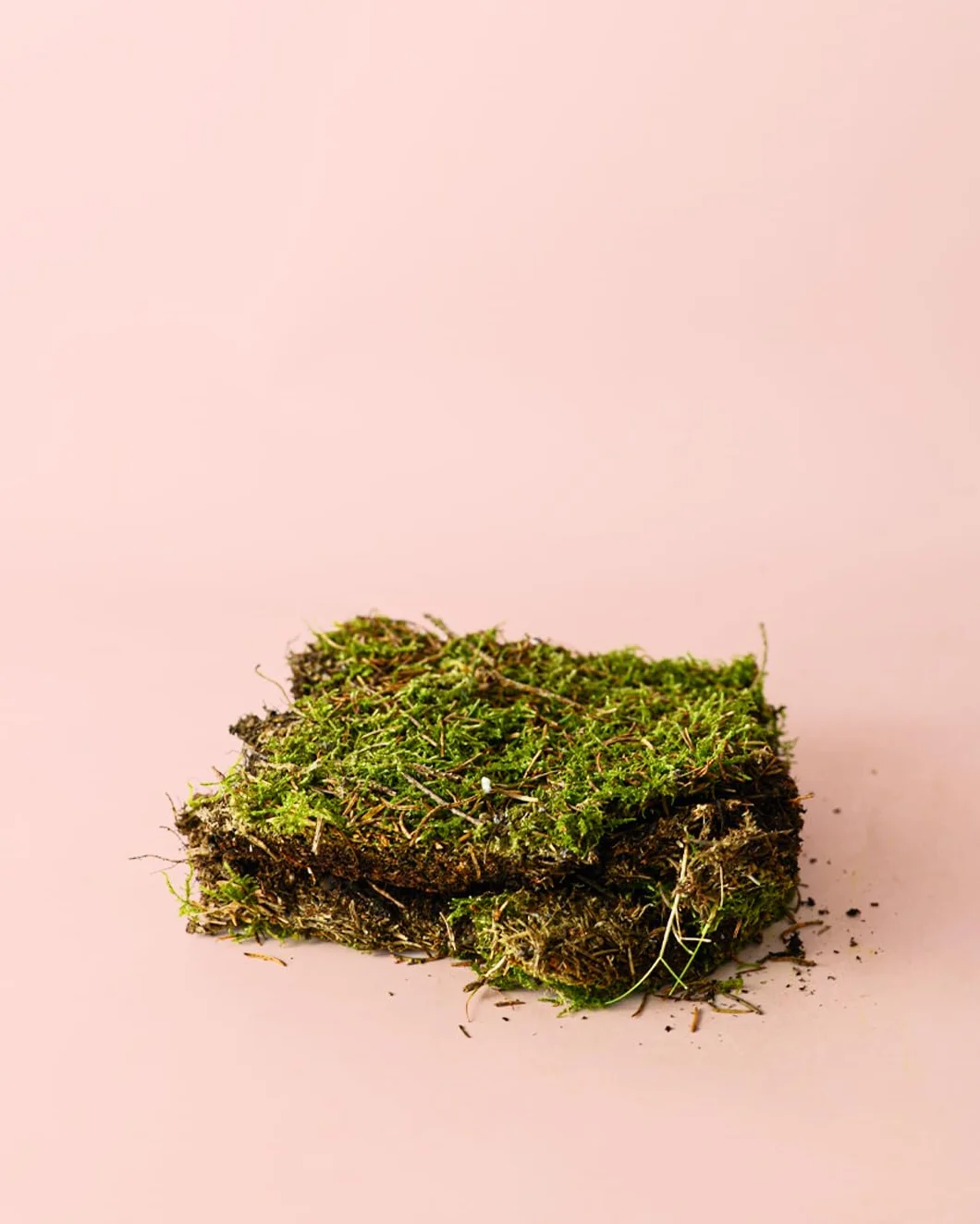 PUR PLANT Musgo Natural para Terrario Húmedo | 2 Piezas 14x19 cm Aprox. | Ideal para Kokedamas y Terrarios | Reutilizable