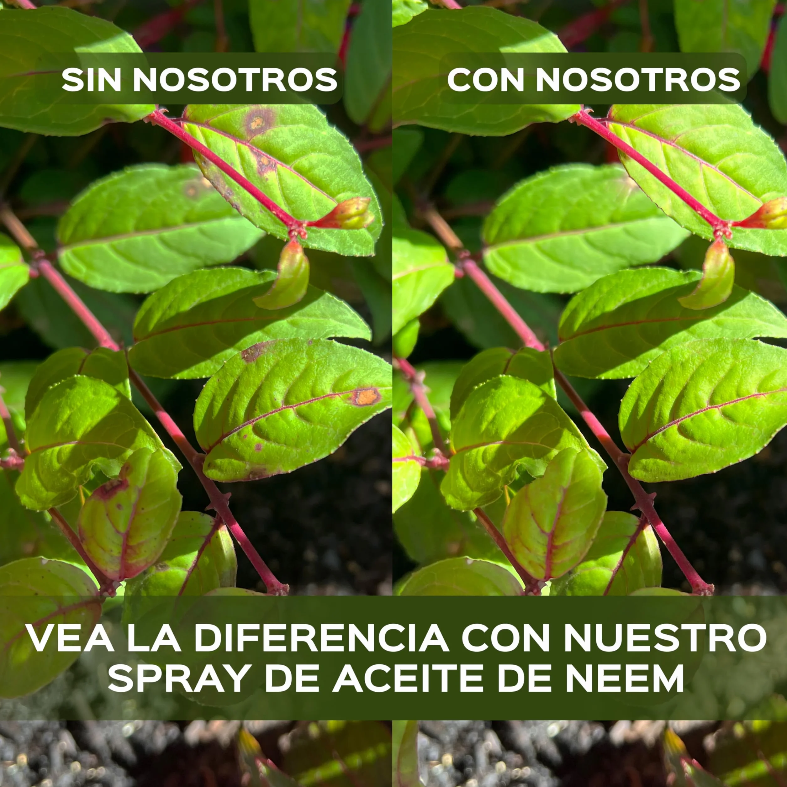 LERAVA Aceite de Neem (700 ml) - Repelente natural para plantas - Emulsionable en agua para hojas y suelo - Protección eficaz contra plagas y mejora del crecimiento saludable
