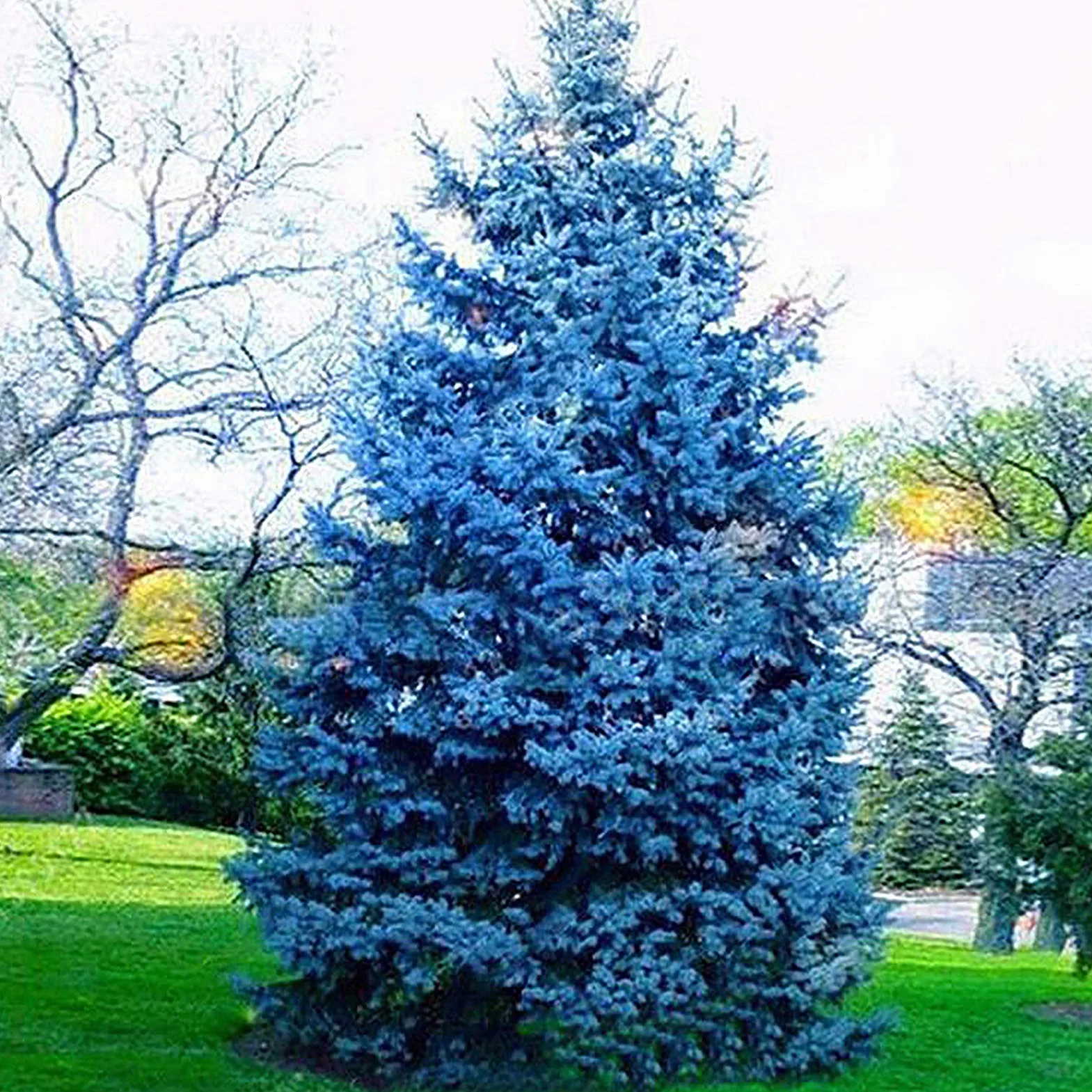 150 unids/bolsa Semillas de abeto azul, Picea Pungens Semillas Prolífico Crecimiento rápido Bonsai Jardín Semillas de abeto azul para el patio Azul