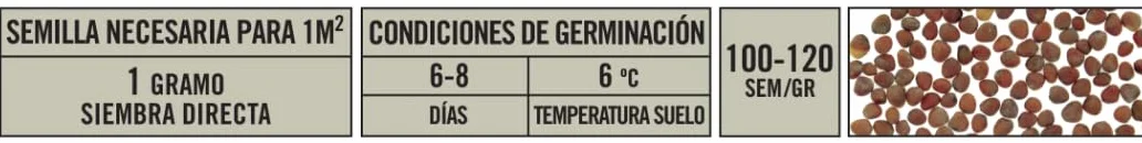 Rabano GIGANTE Mallorca