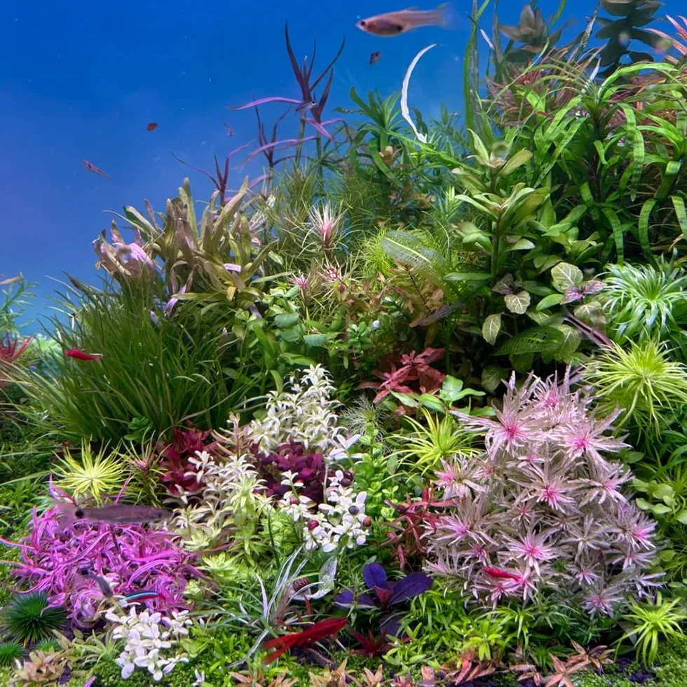 350 piezas de semillas acuáticas para acuario, resistentes y variedades antiguas balcón perennes