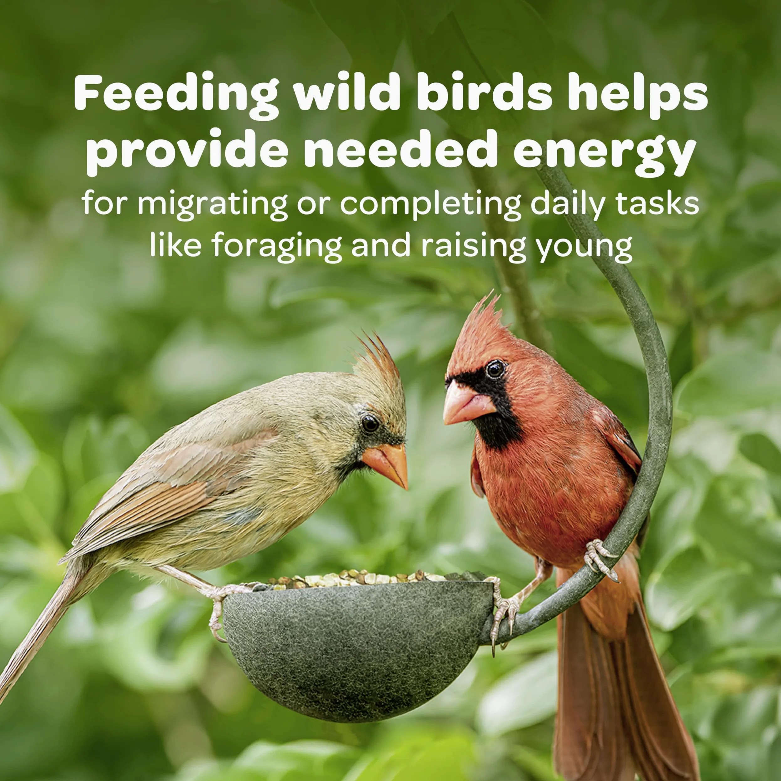 Kaytee sur regional mezcla Wild Bird Food