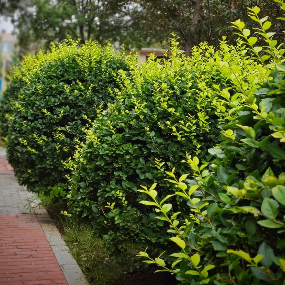 Semillas de seto de aligustre, resistentes al aire libre Ligustro lucidum - jardín de variedades antiguas de exterior 150pcs