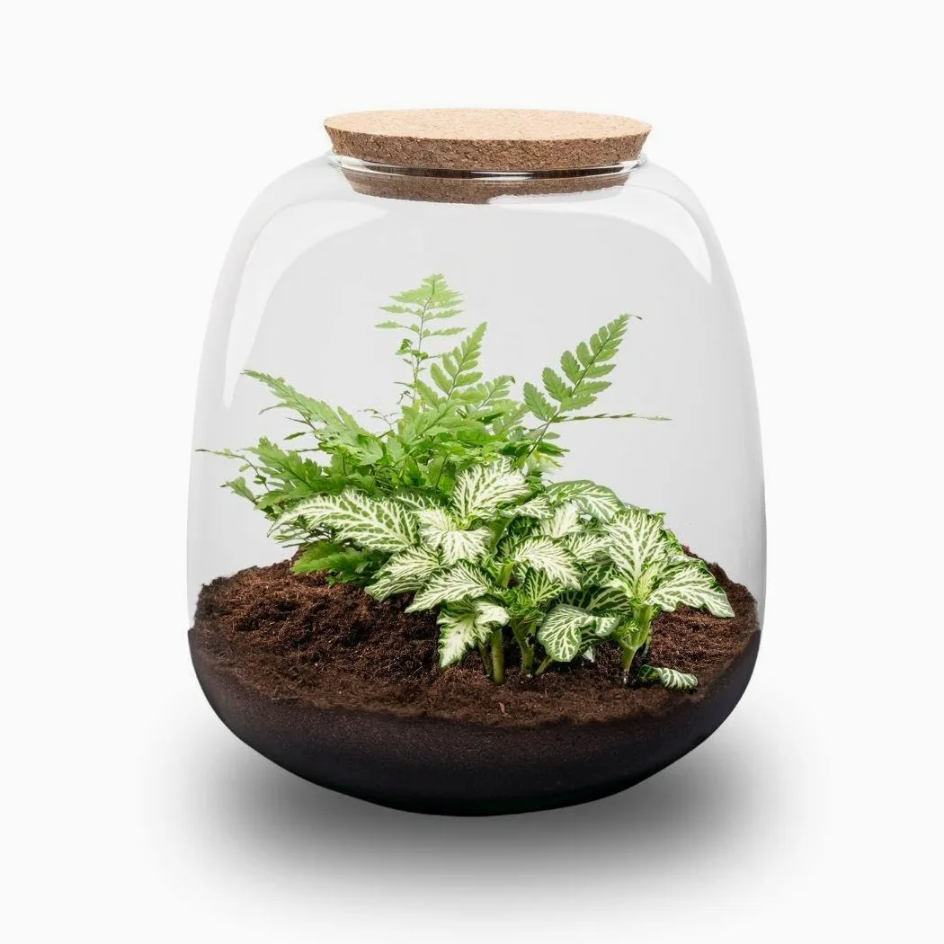 Terrario de Plantas de Cristal, Kit DIY de Interior, Verde, 20x19 cm