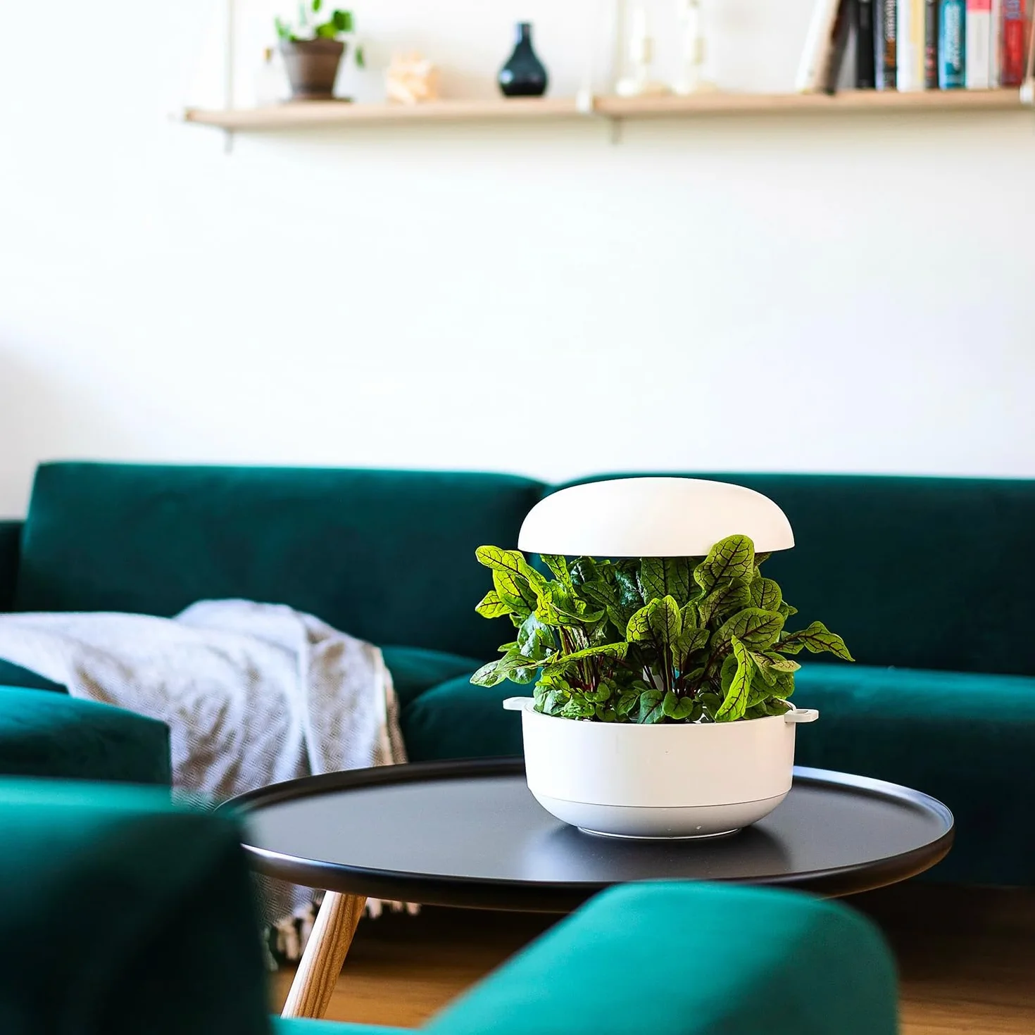 Recarga sin semillas para uso universal, compatible con Plantui smart garden, (6)