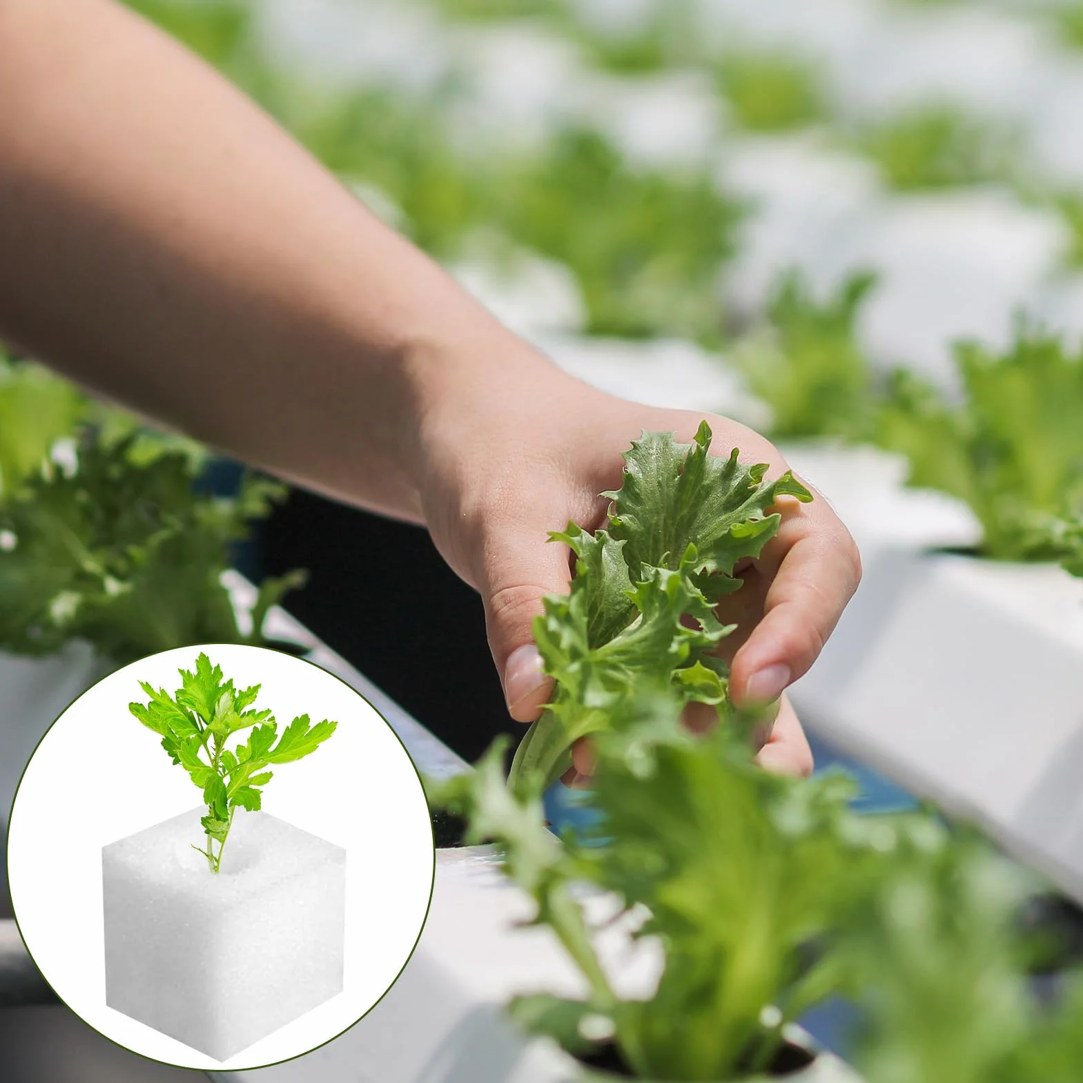 200 Piezas Esponja Hidropónica 25 * 25 * 25mm, Esponjas Plántulas Invernadero Plantar Herramientas de Jardinería Esponjas Cuadradas para Esquejes Agrícolas Siembra y Trasplante de Hortalizas(Blanco)