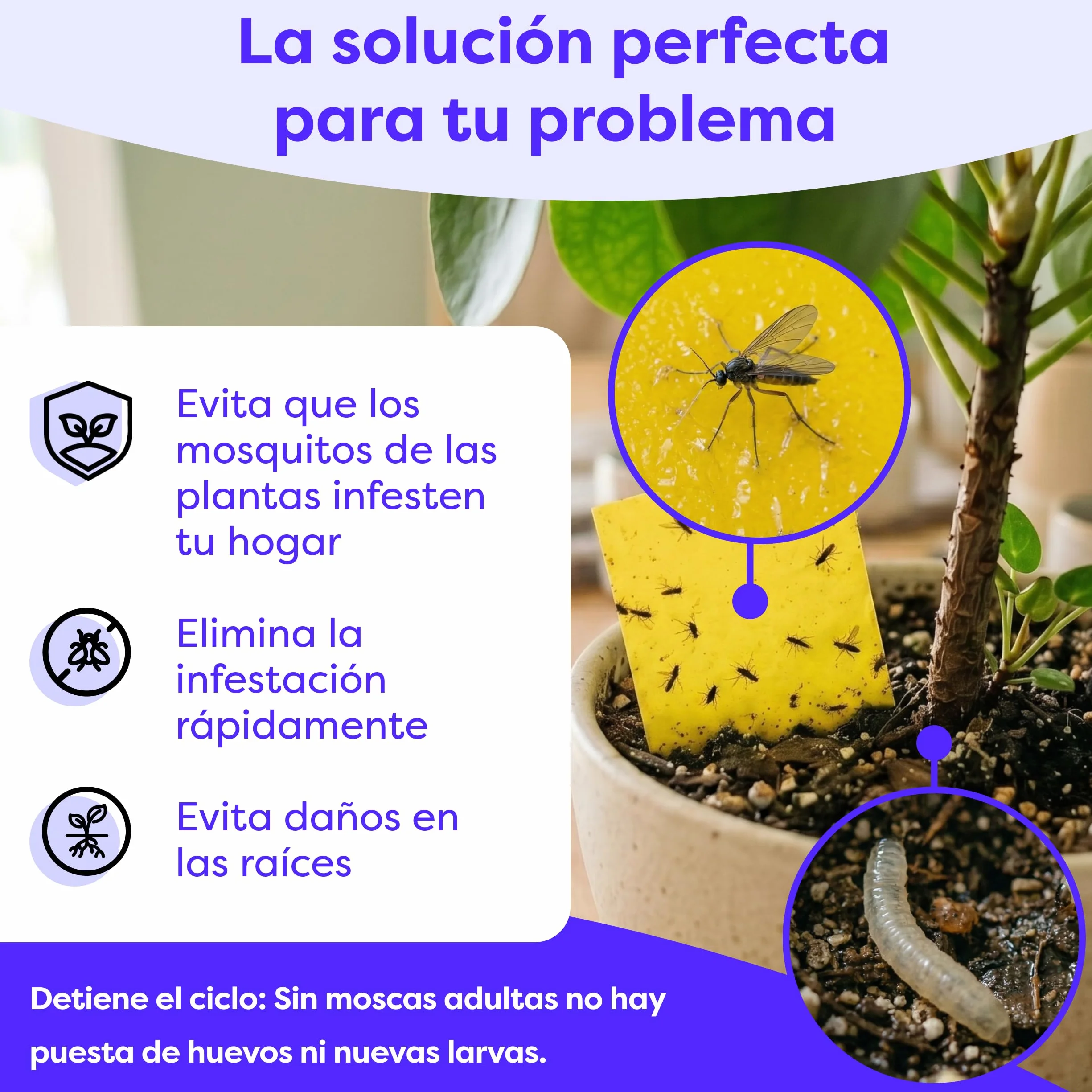 Wolkenfeld Trampa Moscas Plantas 60 Piezas Pegatinas – Trampas Amarillas para Insectos, Atrapa Mosquitos Adhesivo Doble Cara, Sin Insecticida – Interior, Macetas y Invernadero – Made in Germany