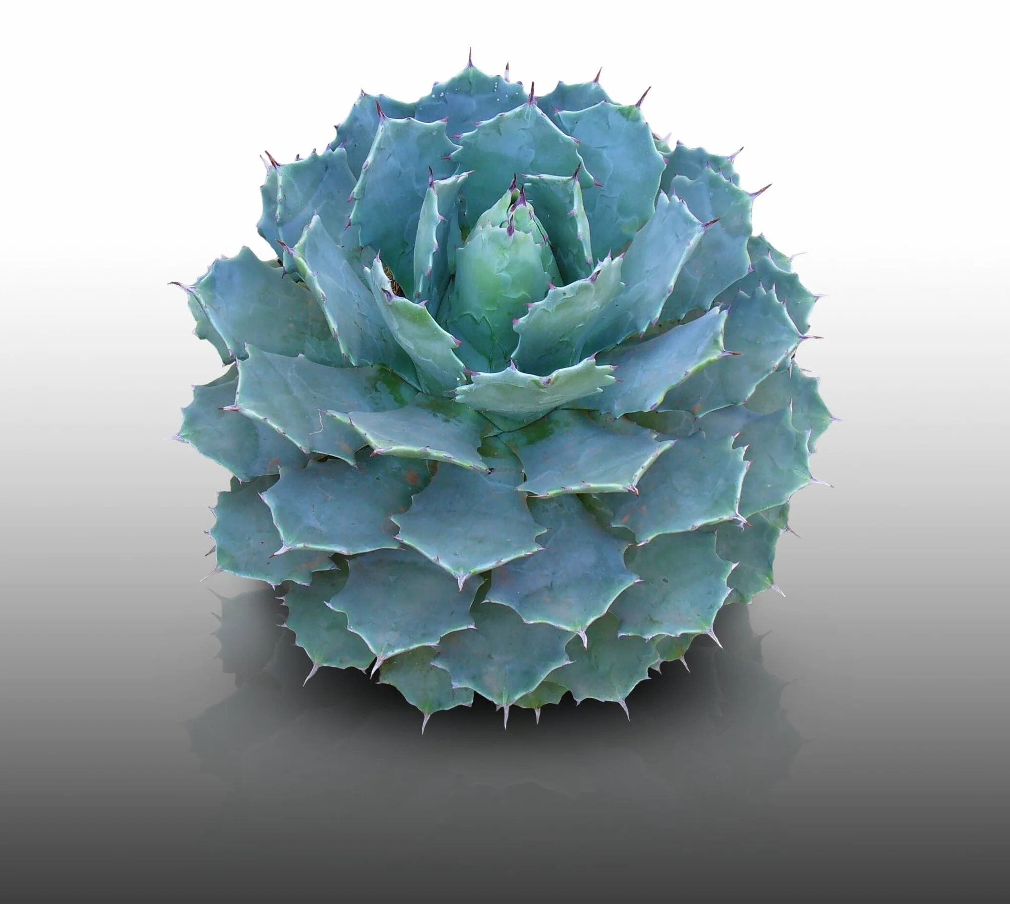 25 graines à semer - Le Grenier d'Abondance - AGAVE Potatorum - Plante Succulente