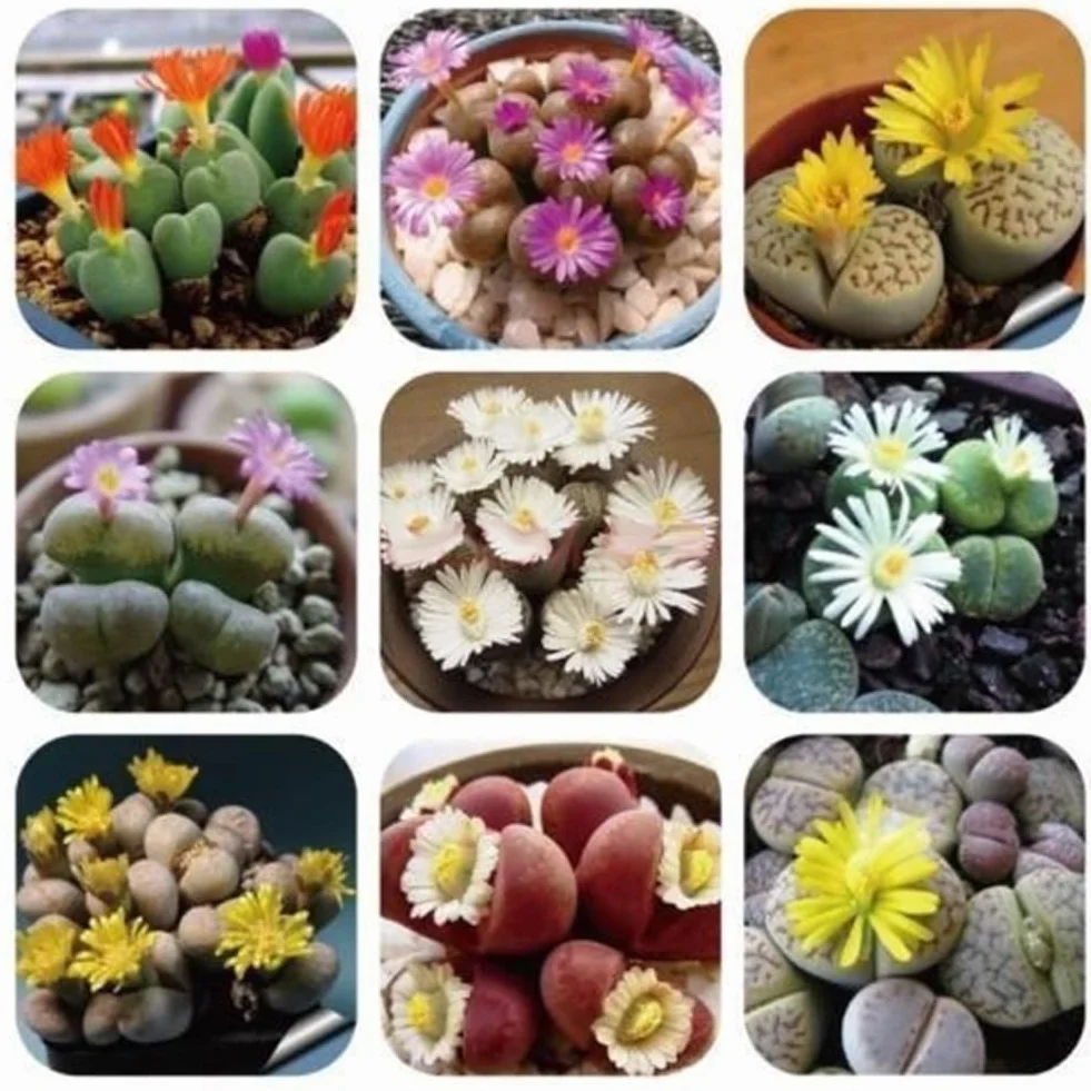 100 Unids Semillas de Lithops Mixtas Piedras Vivas Planta Suculenta Bonsai Semillas de Decoración de Jardín para Plantar Jardín Semillas de Lithops
