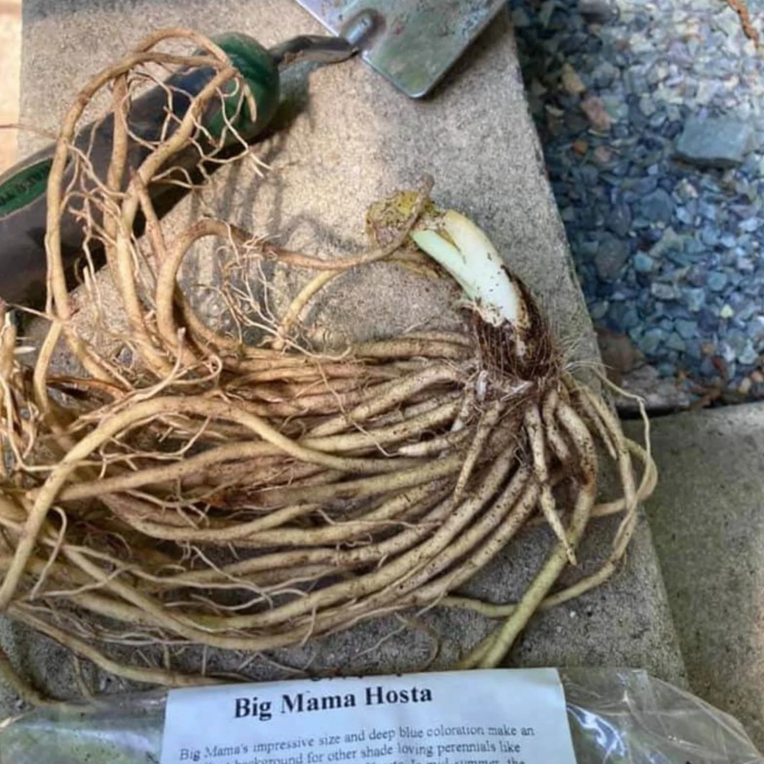 Bulbos de hosta,hosta perenne,hosta fácil de cultivar,hosta híbrida-4bulbo-C