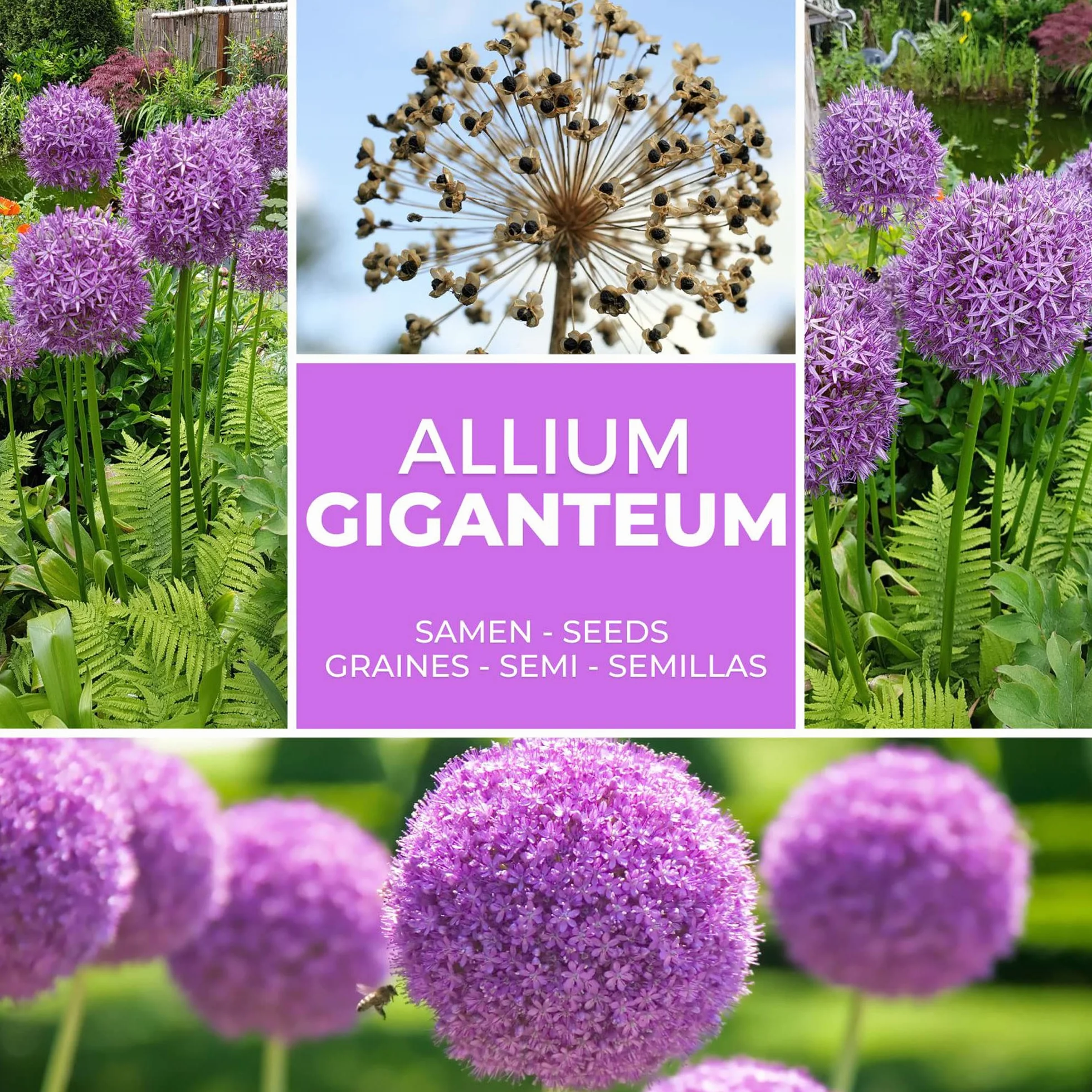 Magic of Nature Semillas de Allium Gigante (30 uds) Allium giganteum, Resistente y Perenne - Flores Violetas hasta 150cm para tu Jardín