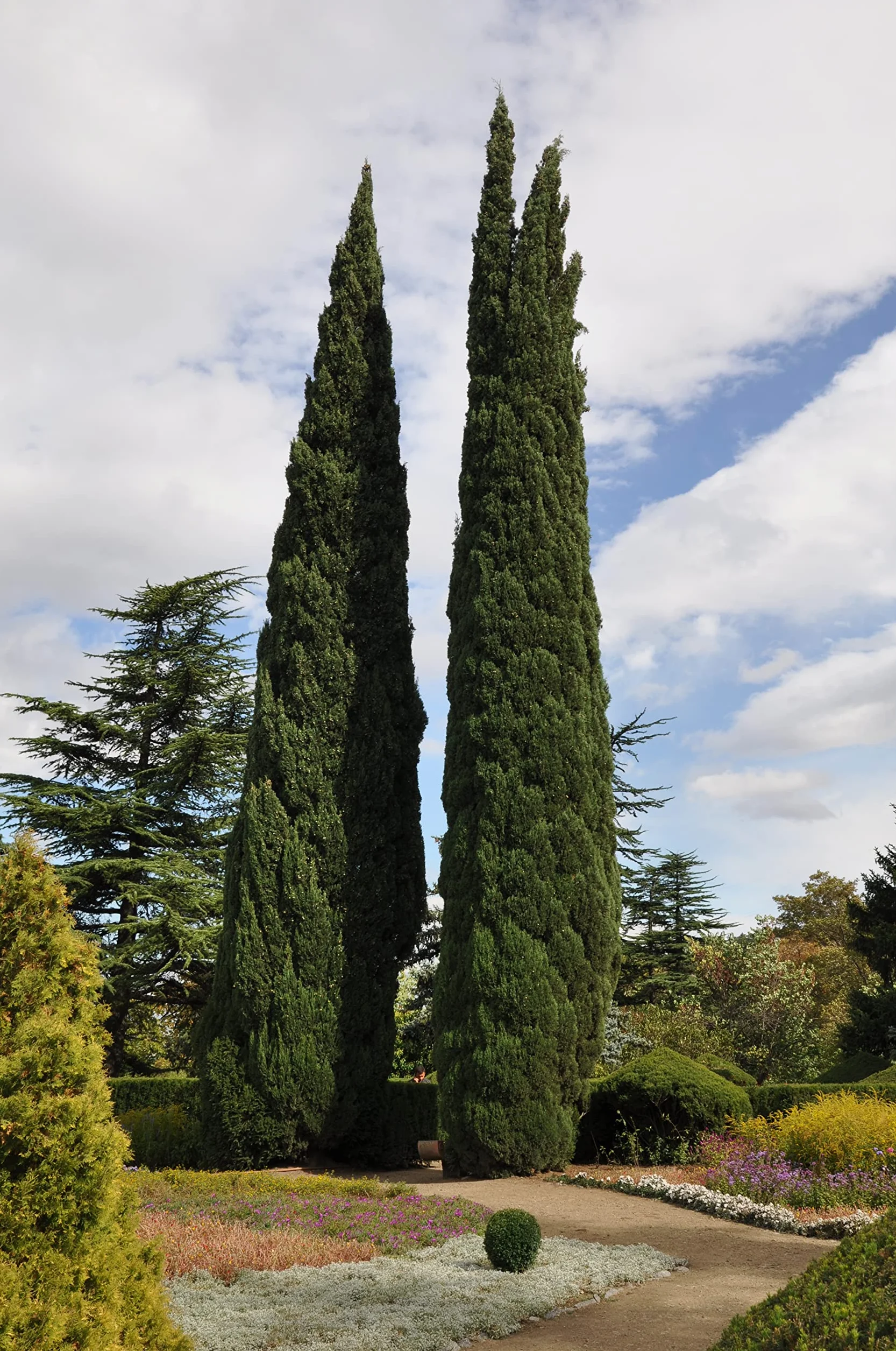 100 Semillas Ciprés Horizontal (Cupressus Sempervirens Horizontalis) Verde