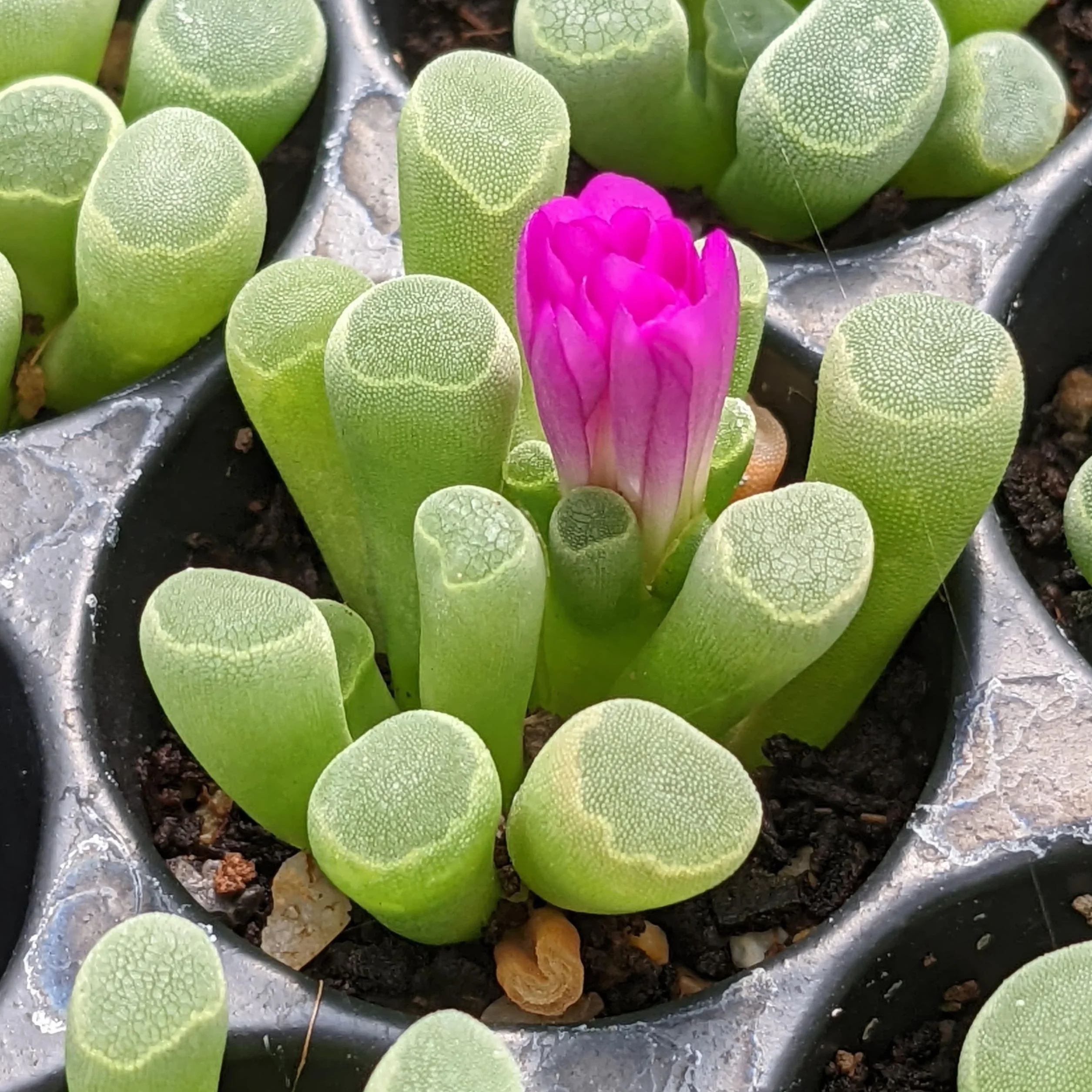 SUNNYPLANTS - Frithia Pulchra - Dedos de Bebé, Plantas Lithops, Suculentas de Piedra Viva, Piedras Vivas, Planta de Piedra