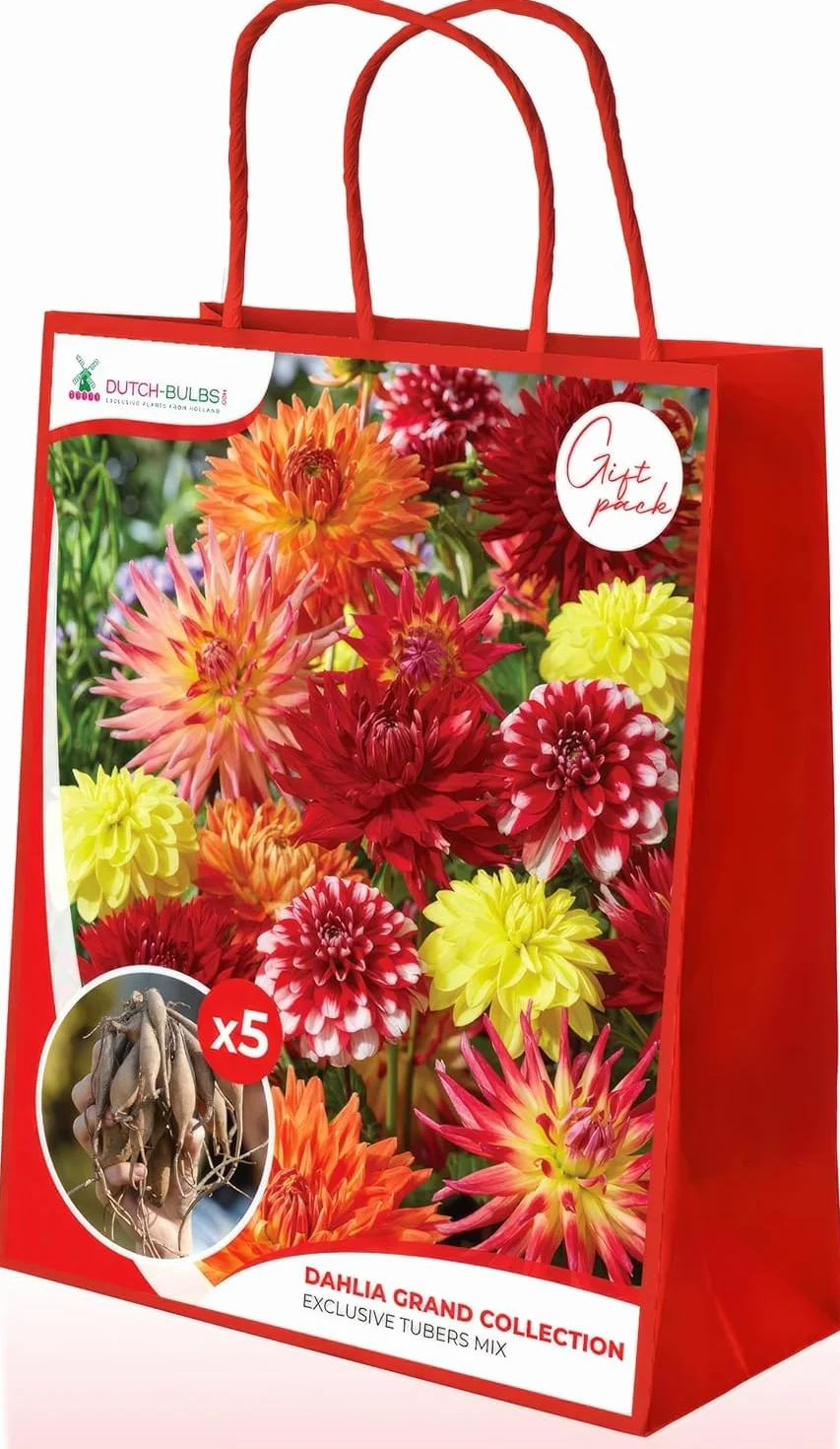 Dahlia Tubers Grand Collection, paquete de regalo con mezcla de 5 variedades de bulbos de dalia de Holanda, mezcla exclusiva de tubérculos de dalia para jardín y macetas(sin semillas, no artificiales)