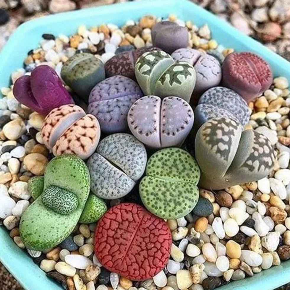 Portal Cool 100Pcs: 50 / 100Pcs Semillas de Lithops raras mezcladas Piedras vivas Semillas de plantas de cactus suculentas