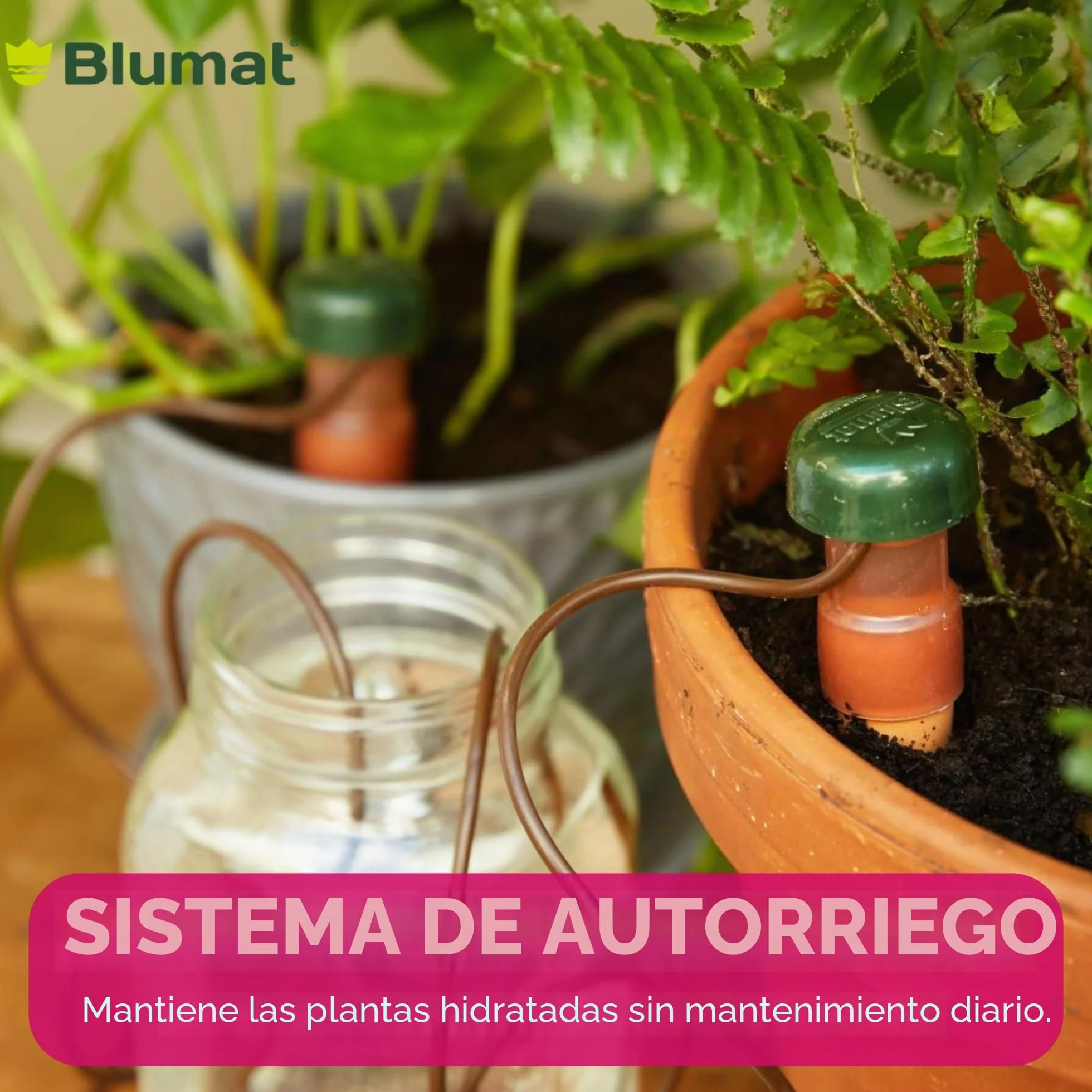 BLUMAT 10520 Junior Automático Planta Riego, XL, 2 Unidades