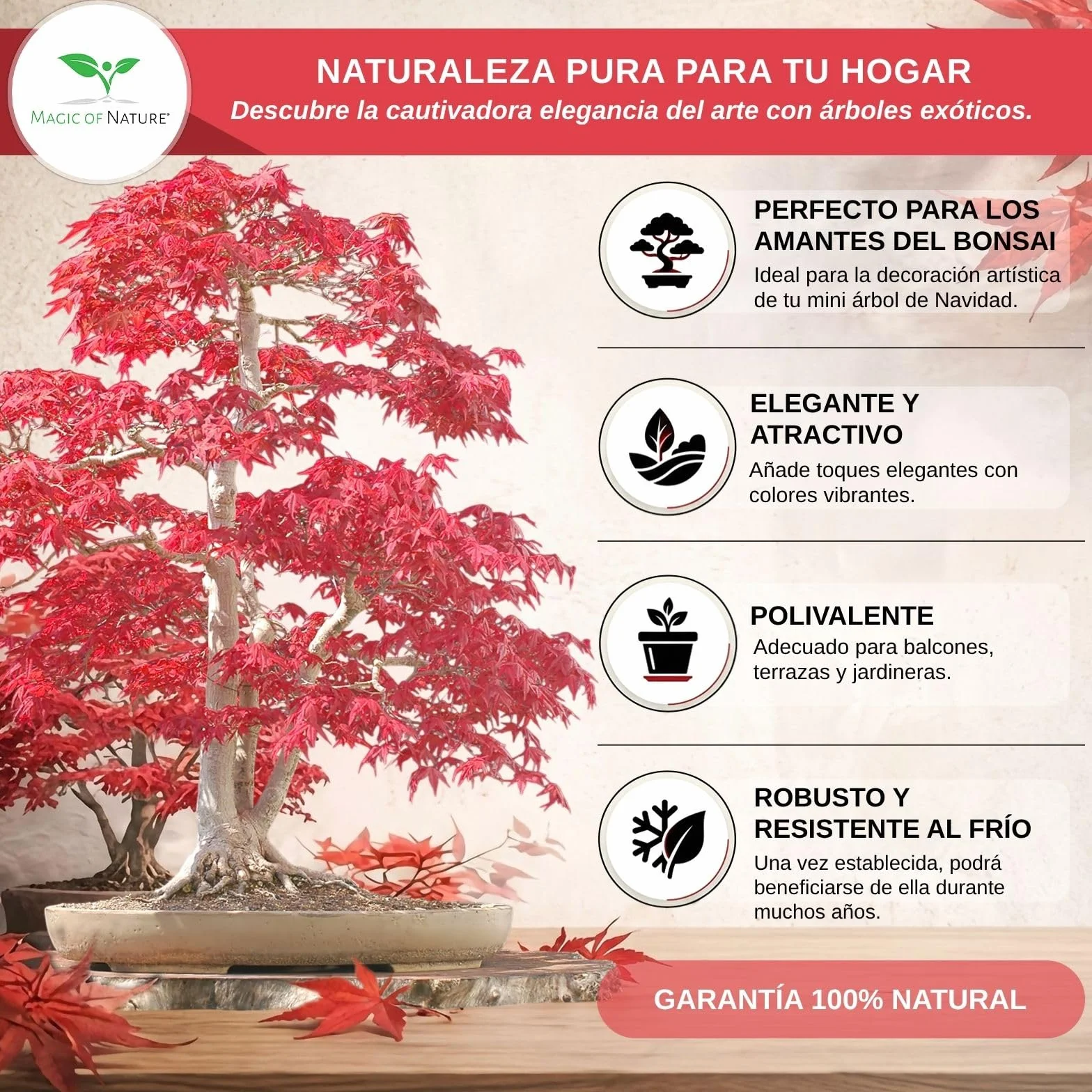 Magic of Nature: Semillas de Arce Japonés Rojo (20 Uds) Adecuado para Bonsái