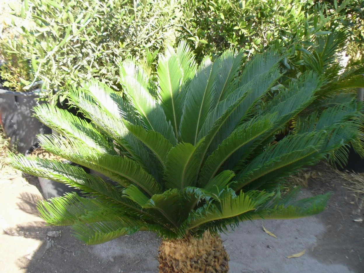 Palmera Cyca revoluta, aprox 100 cm de altura y 90 cm diametro