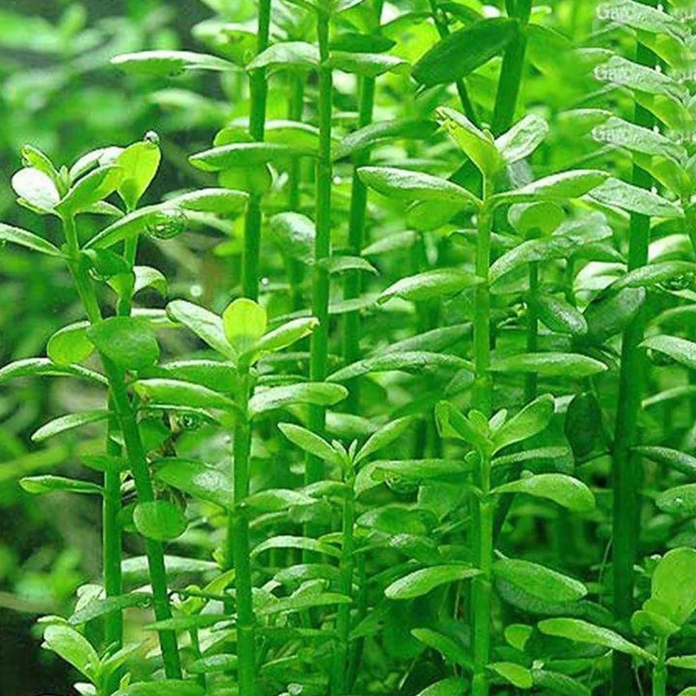 50 semillas de plantas de acuario, decoración de pecera de tortuga, hierba de agua