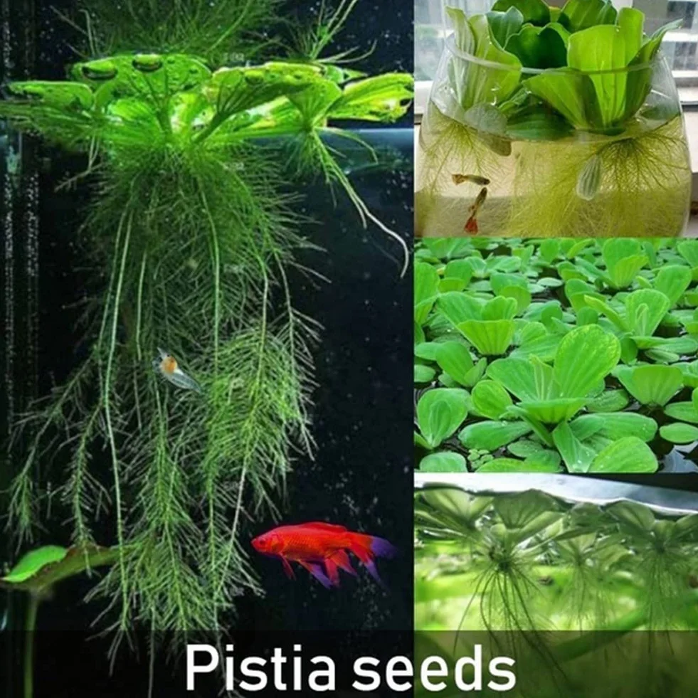 Haloppe 50 Unids Dichondra Pistia Plantas Semillas para la Plantación de Jardín en Casa, Dichondra Pistia Semillas Jardín Estanque Planta Piscina Acuario Tanque Decoración Semillas de pistia
