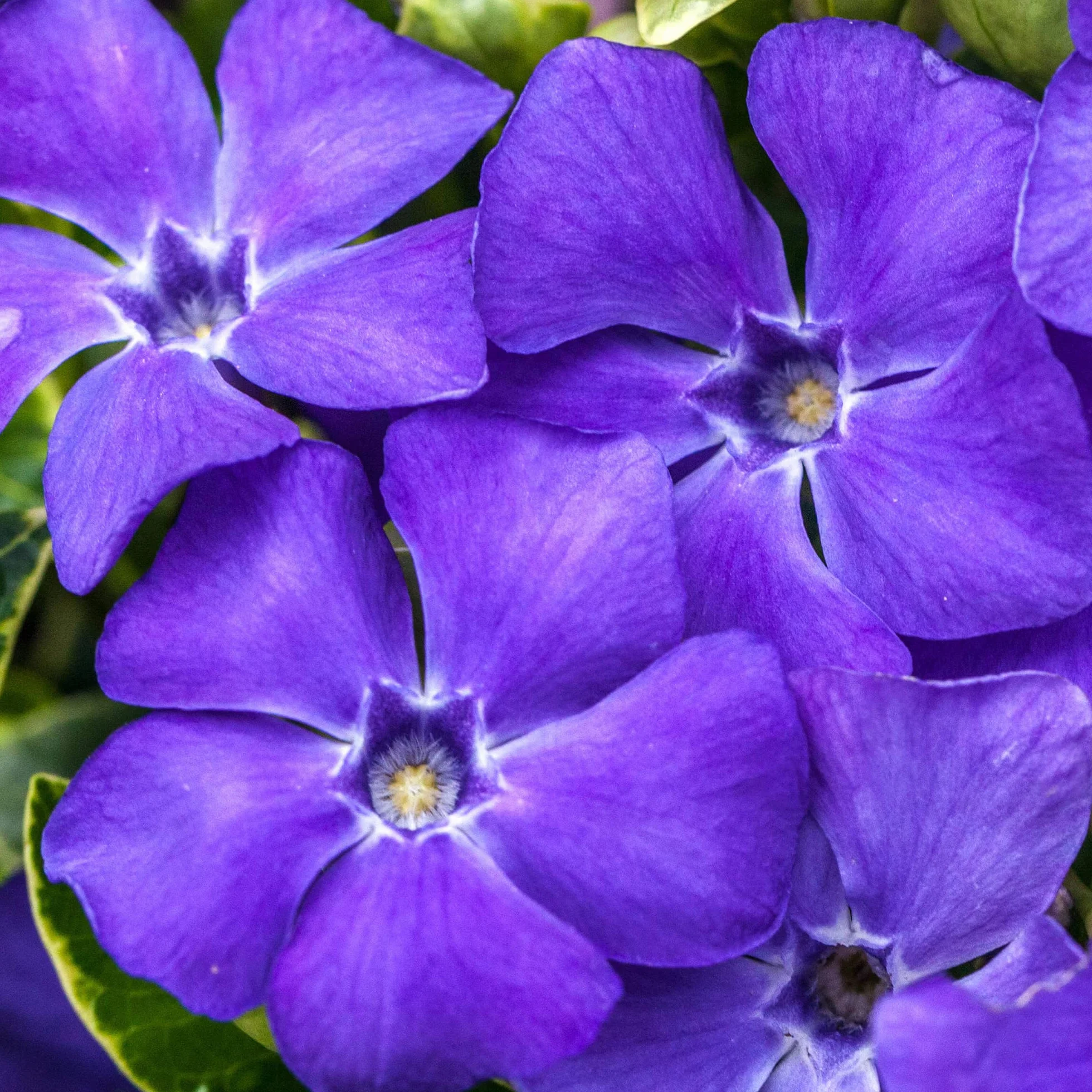Vinca minor Ralph Shugert - Arbusto de Jardín con Flor Listo para Plantar - Planta Trepadora en Maceta – Ideal para Parterres, Borduras y más