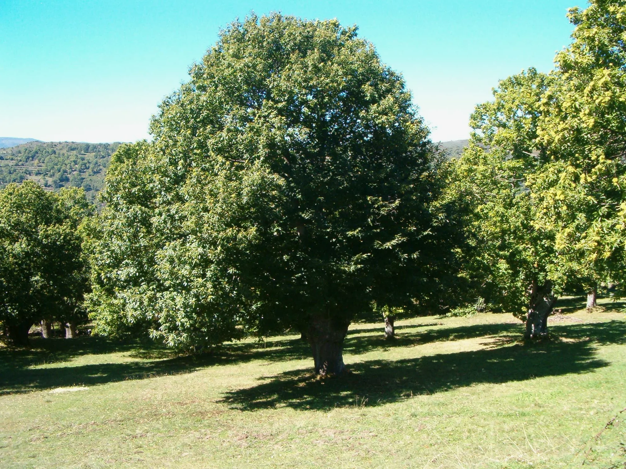 HIFAS- Árbol Frutal castaño. Pack de 4 árboles. Produce castañas grandes y setas (Boletus edulis). Altura 1-1,20m. Macetas de 3,5 litros. Variedad Bouche de betizac, injertado sobre castaño híbrido.