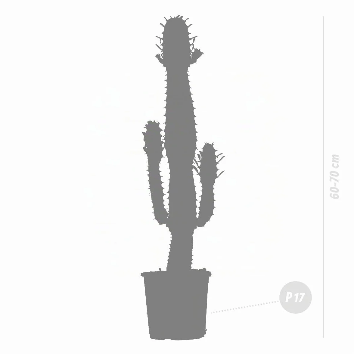 Bloomique - Euphorbia acrurensis - Lechetrezna / “Cowboy cactus” - Planta de cactus - Planta de interior - Altura 60-70 cm - Maceta 17 cm