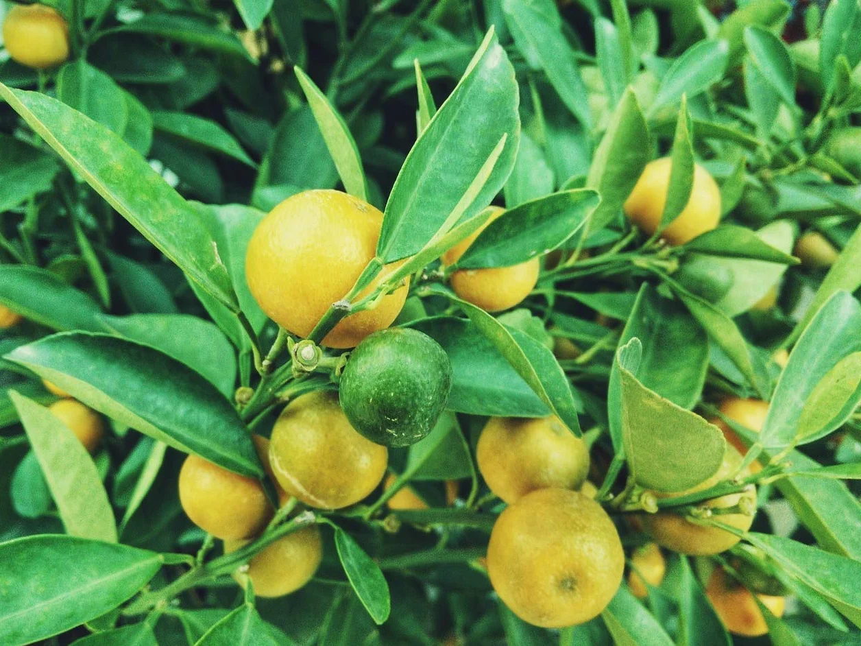 de Magnesio Puro (MG SO₄·7H₂O). Sal de Epsom. 1 Kg. Muy Utilizado en Cultivo de Flores como la Rosa, cítricos, frutales, hortalizas, Ornamentales.