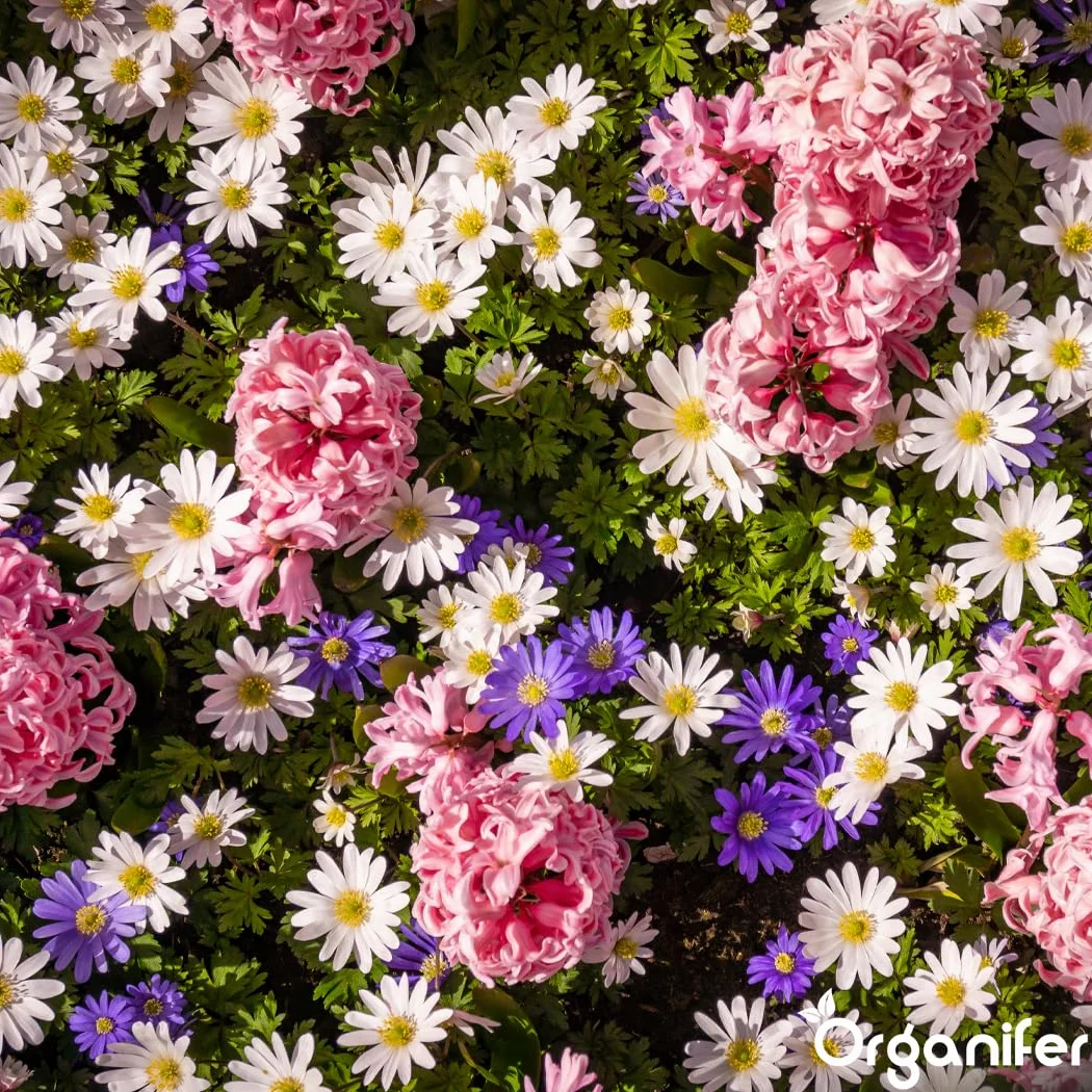 Fertilizante Líquido - 5x1L - Para Flores - NPK 3-4-3 | Plantas Fuertes Y Floración Abundante - Organifer